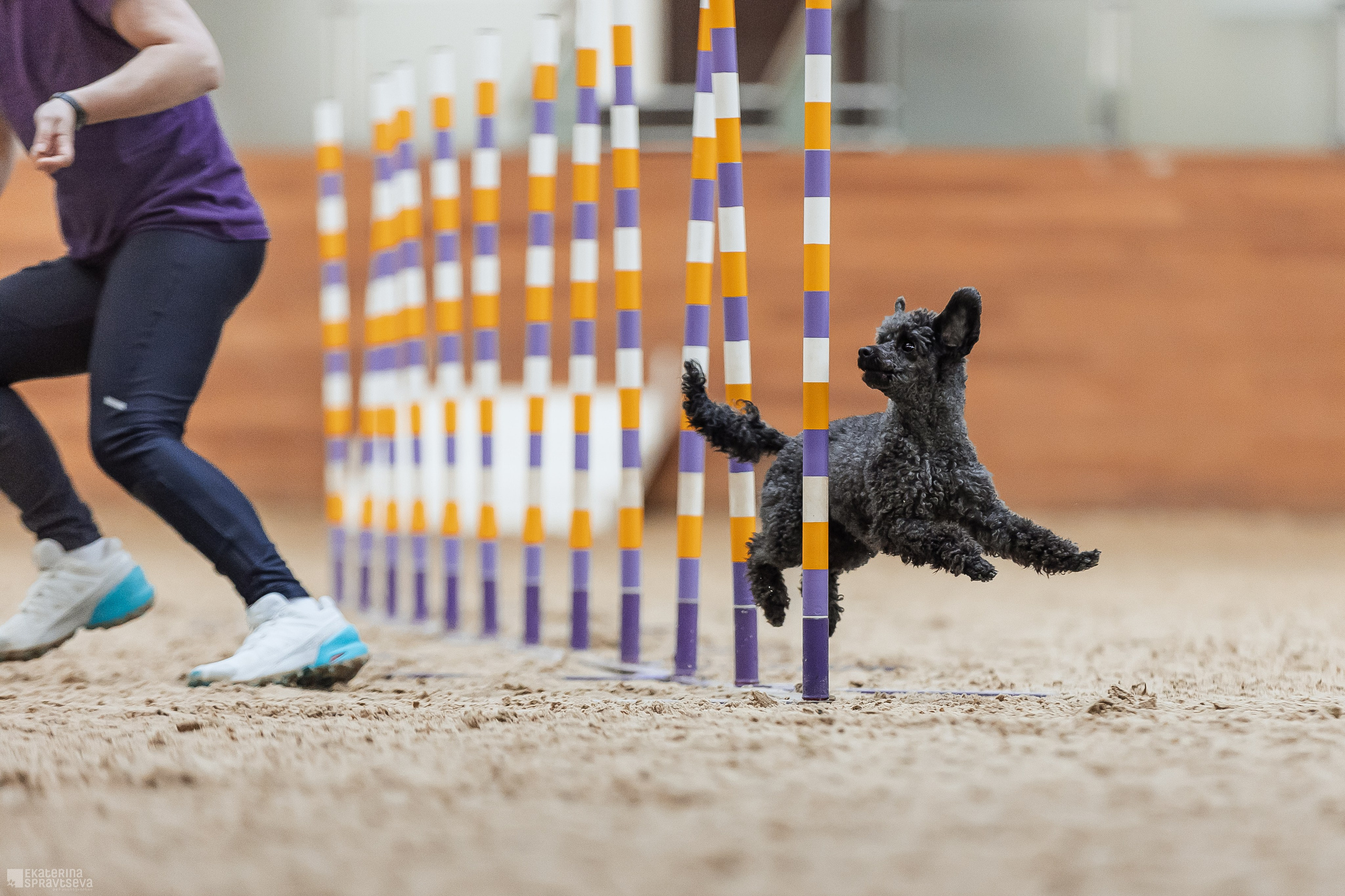 ЧРКФ Аджилити в Максима. Фотограф Анималист Екатерина Справцева в Нижнем Новгороде