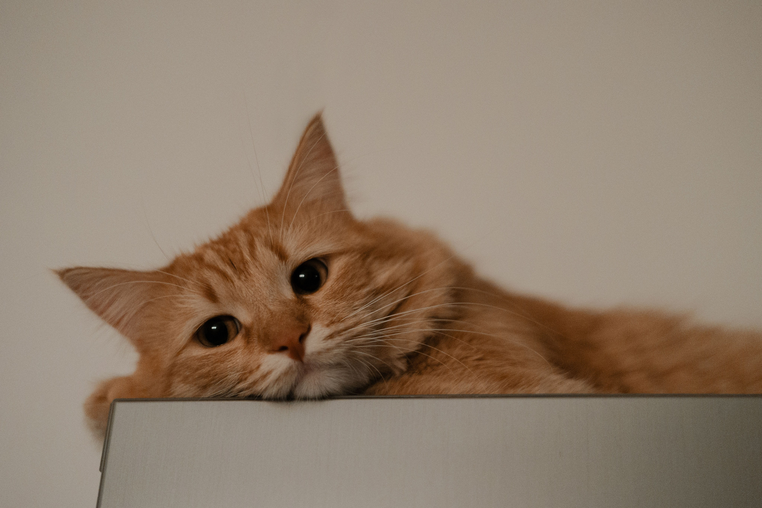 Рыжий Маффин, Алёна и Антон. Фотограф Анималист Екатерина Справцева в Нижнем Новгороде