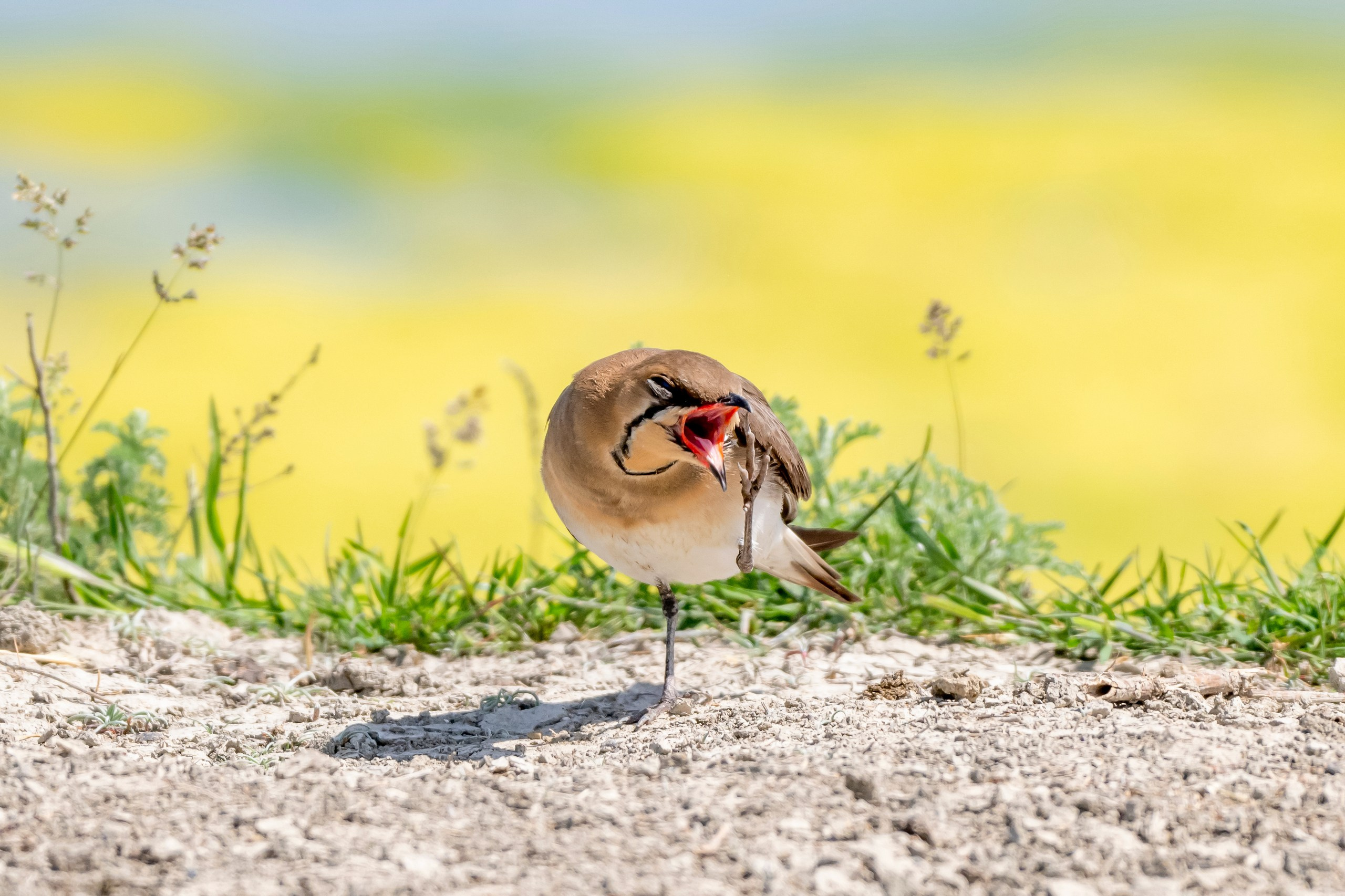Дикая природа Дагестана. Май 2025 г. Foto-Zuev фотография как искусство