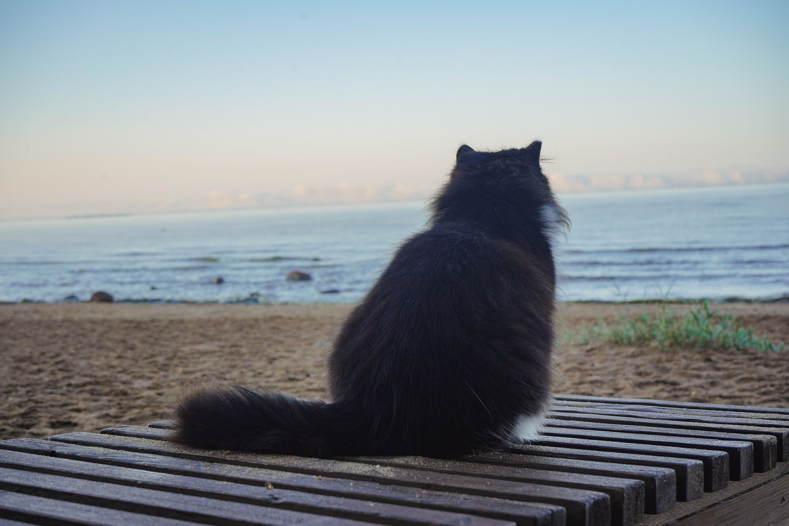Фотосессии Пушистиков. Фотограф в Санкт-Петербурге Виктория Барышникова