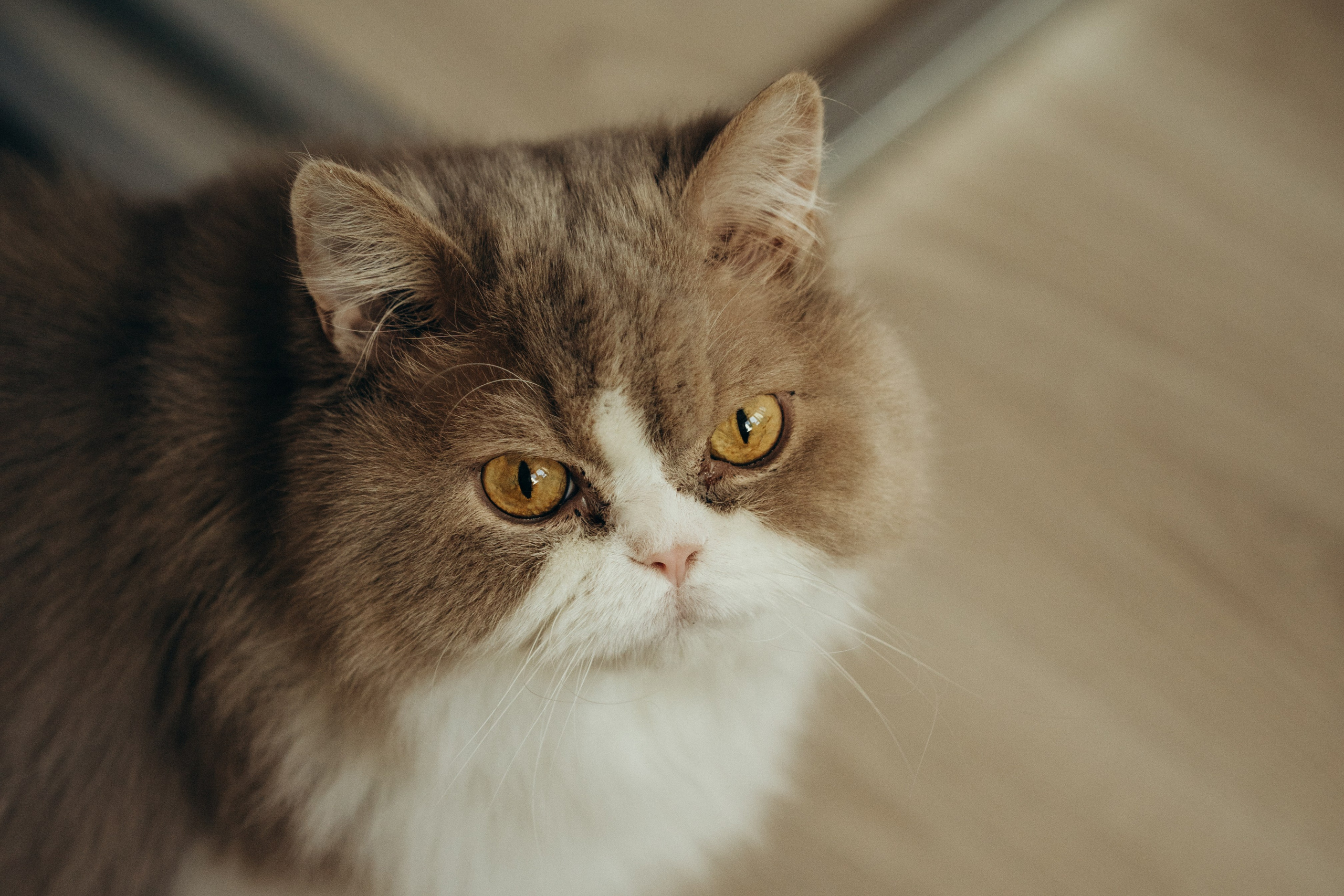 Александр, Мария и Павлуша