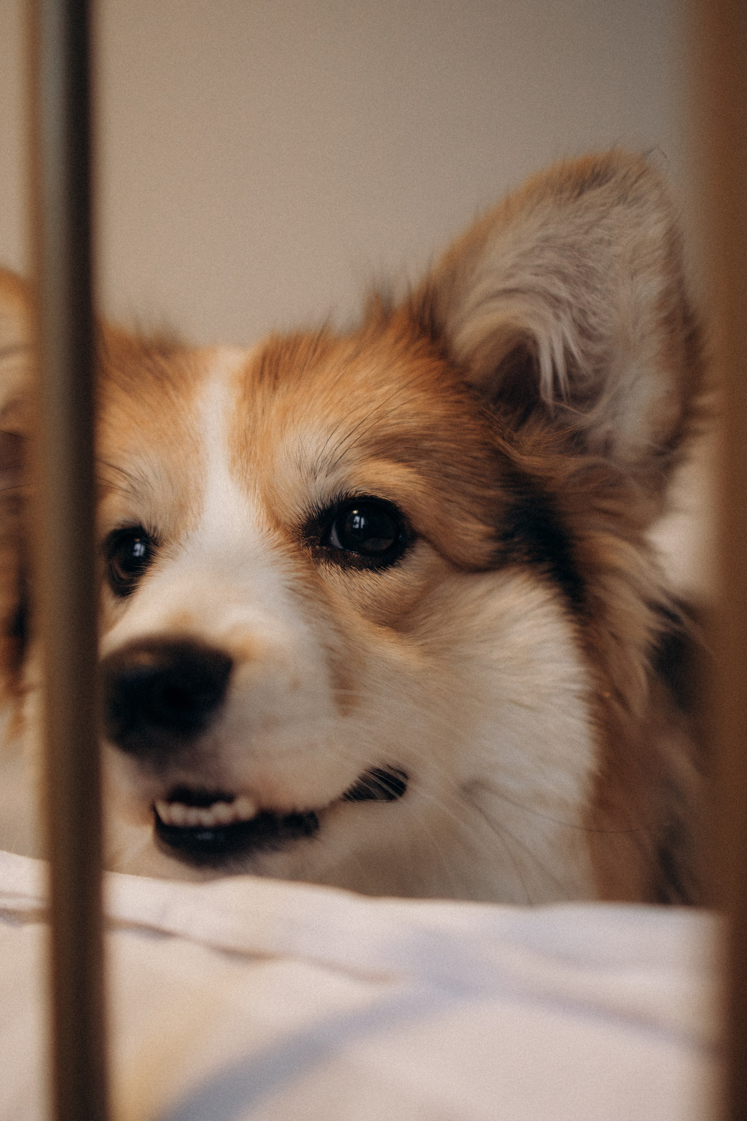 Мишель и Влада. Фотораф — анималист Мария Шистка