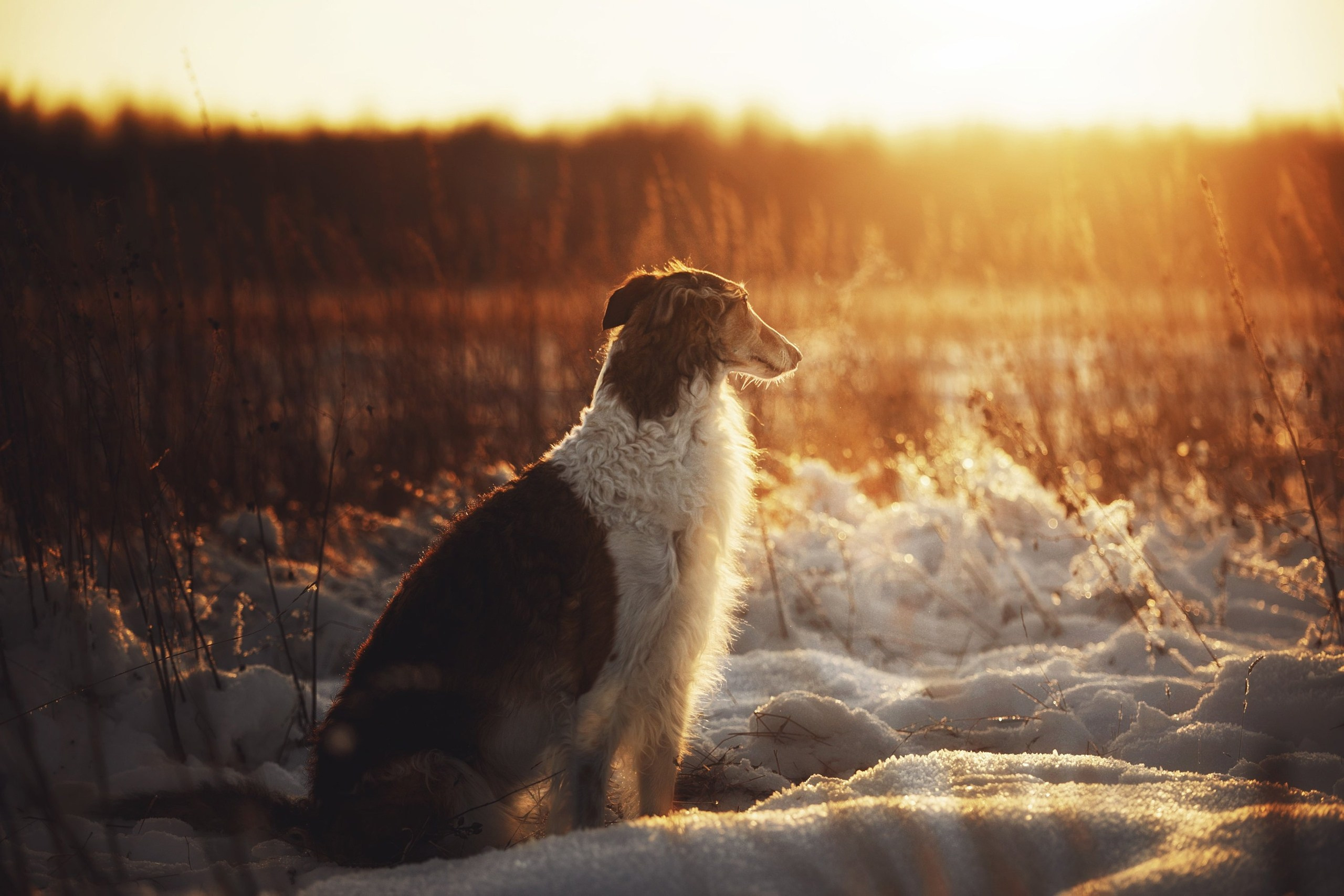 Обучение анималистической фотографии
