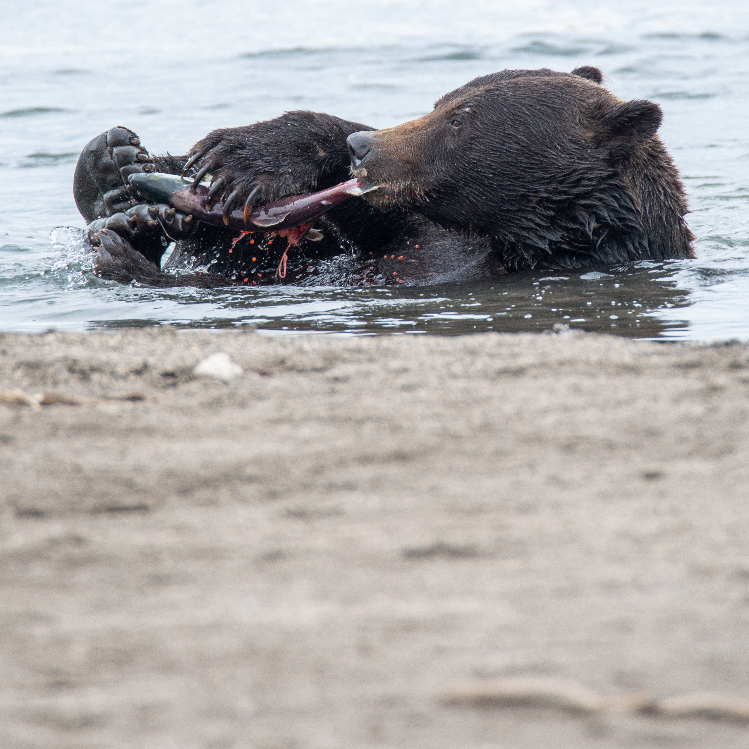 Камчатка — земля медведей. Игорь Иванко — Репортажный и событийный фотограф. Москва
