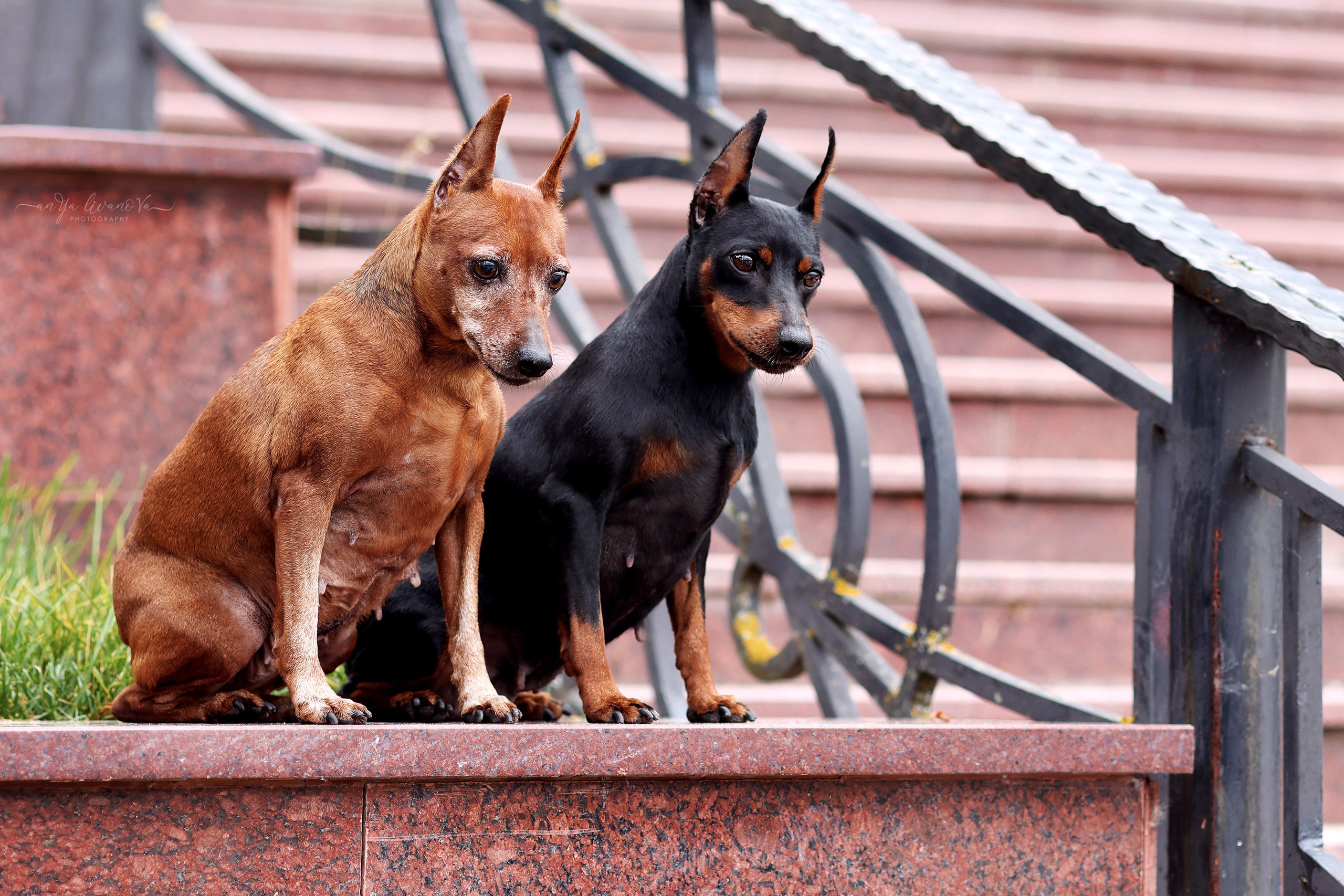 Ляля и Марфа. Фотограф анималист Аня Ливанова | Рыбинск
