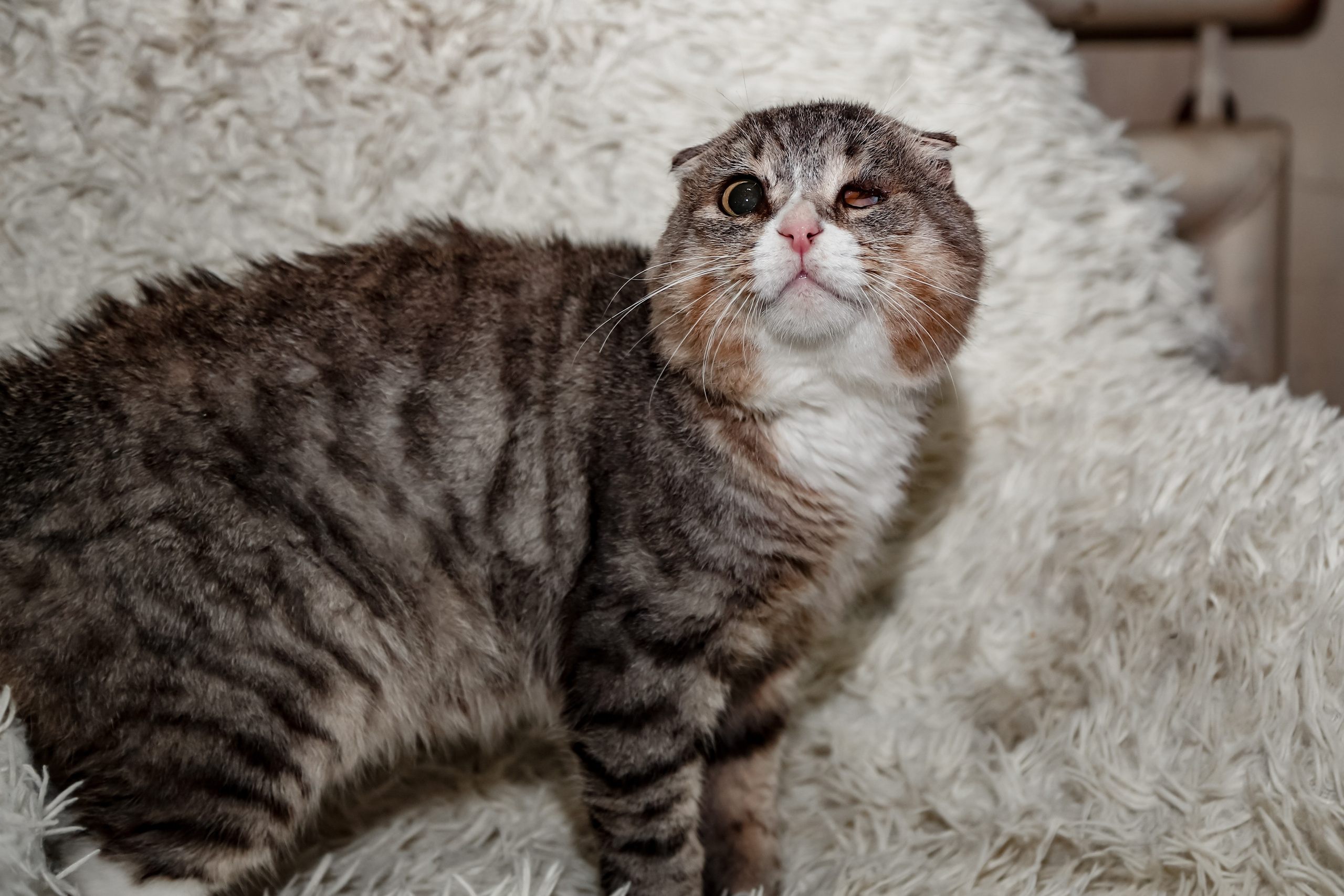 Приют Кошкин Дом Филимоша. Ваш фотограф в Оренбурге Рощупкина Екатерина