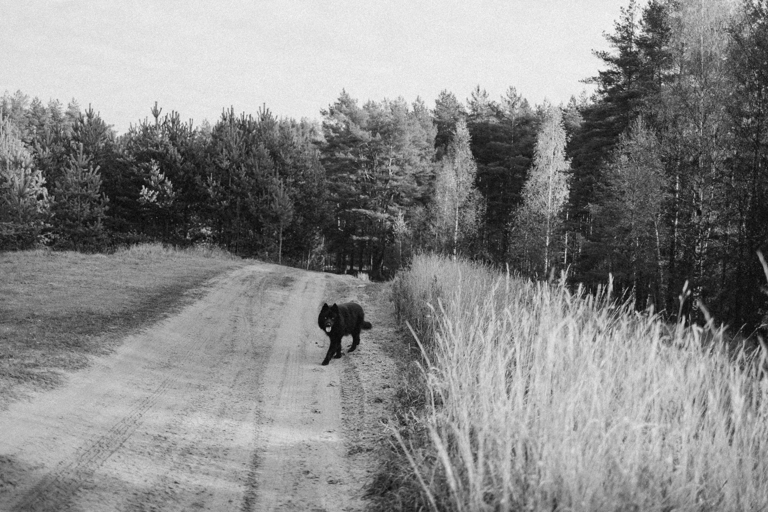 Лора и Джанго. Фотограф — Анималист | Санкт-Петербург