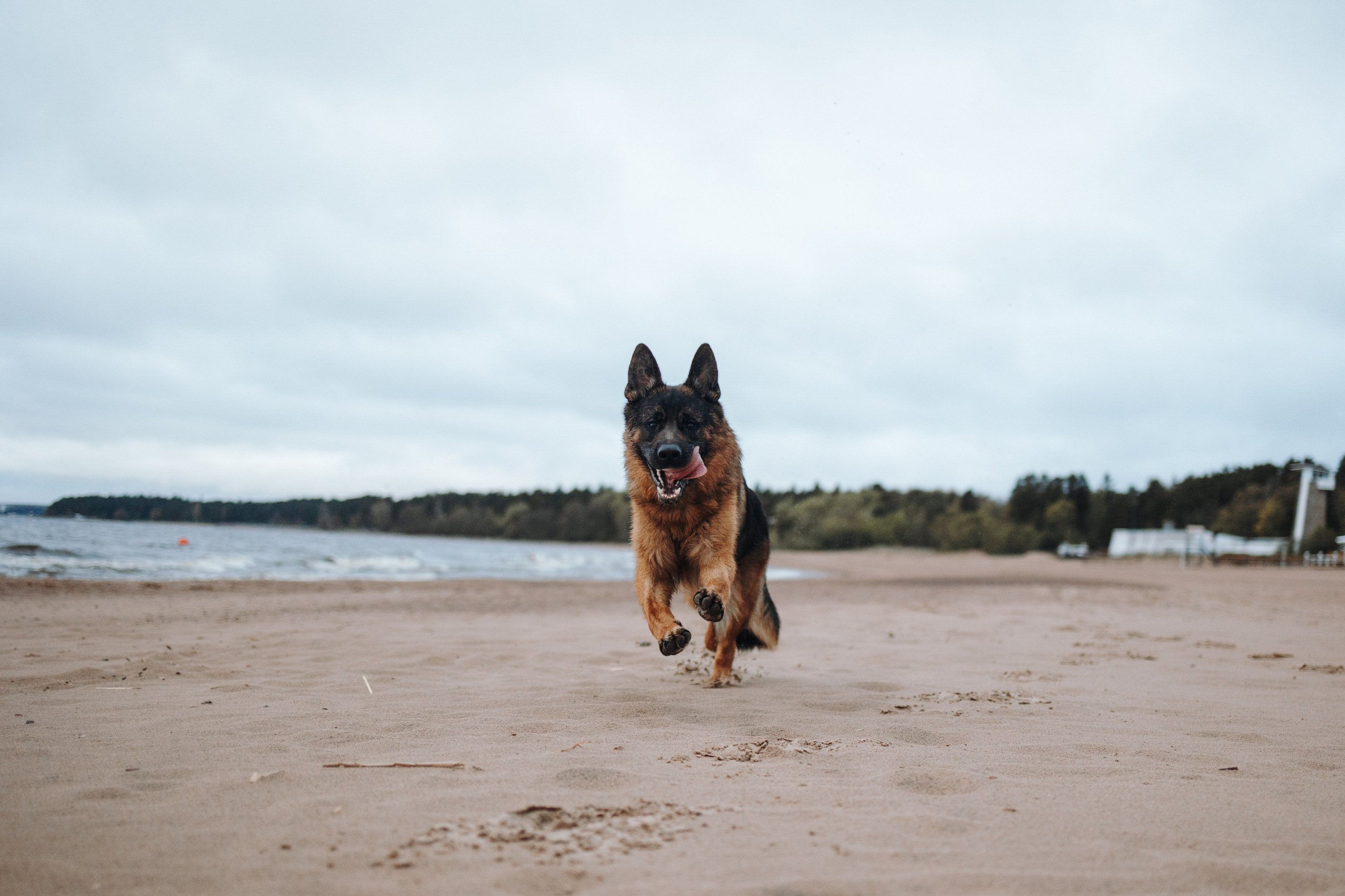 Катя и Агат. Фотограф — Анималист | Санкт-Петербург