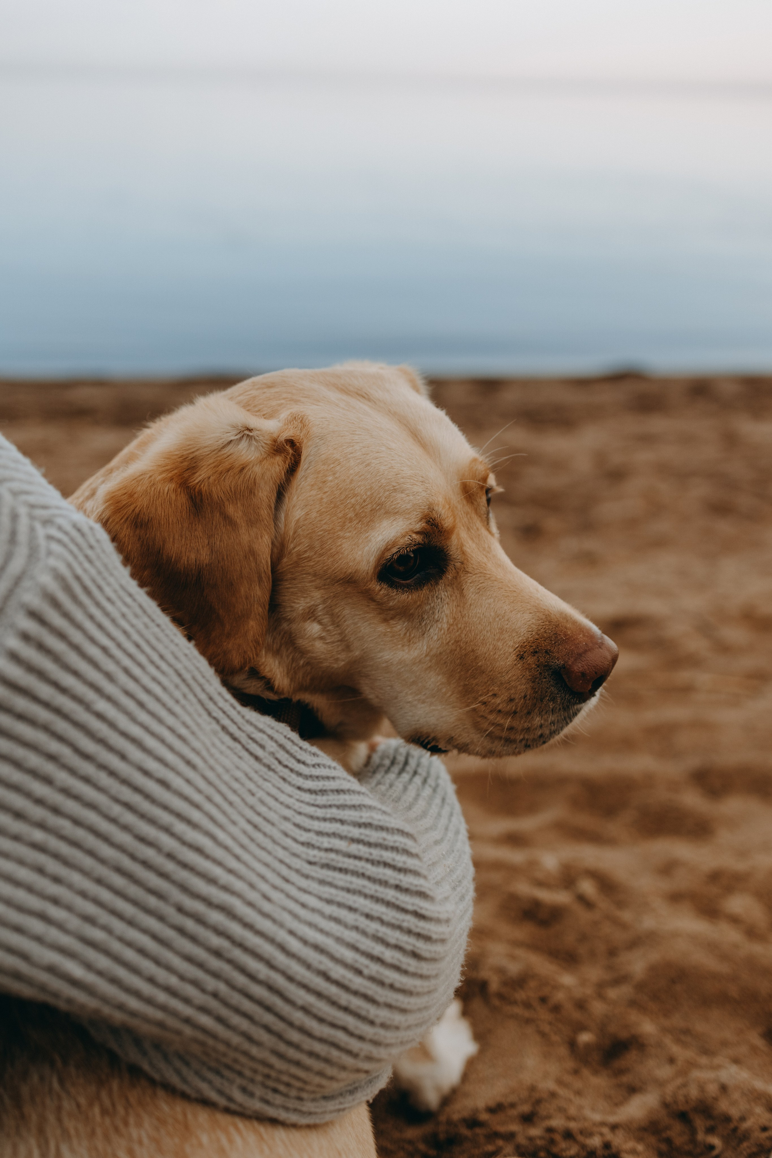 Наташа и Шани. Фотограф — Анималист | Санкт-Петербург
