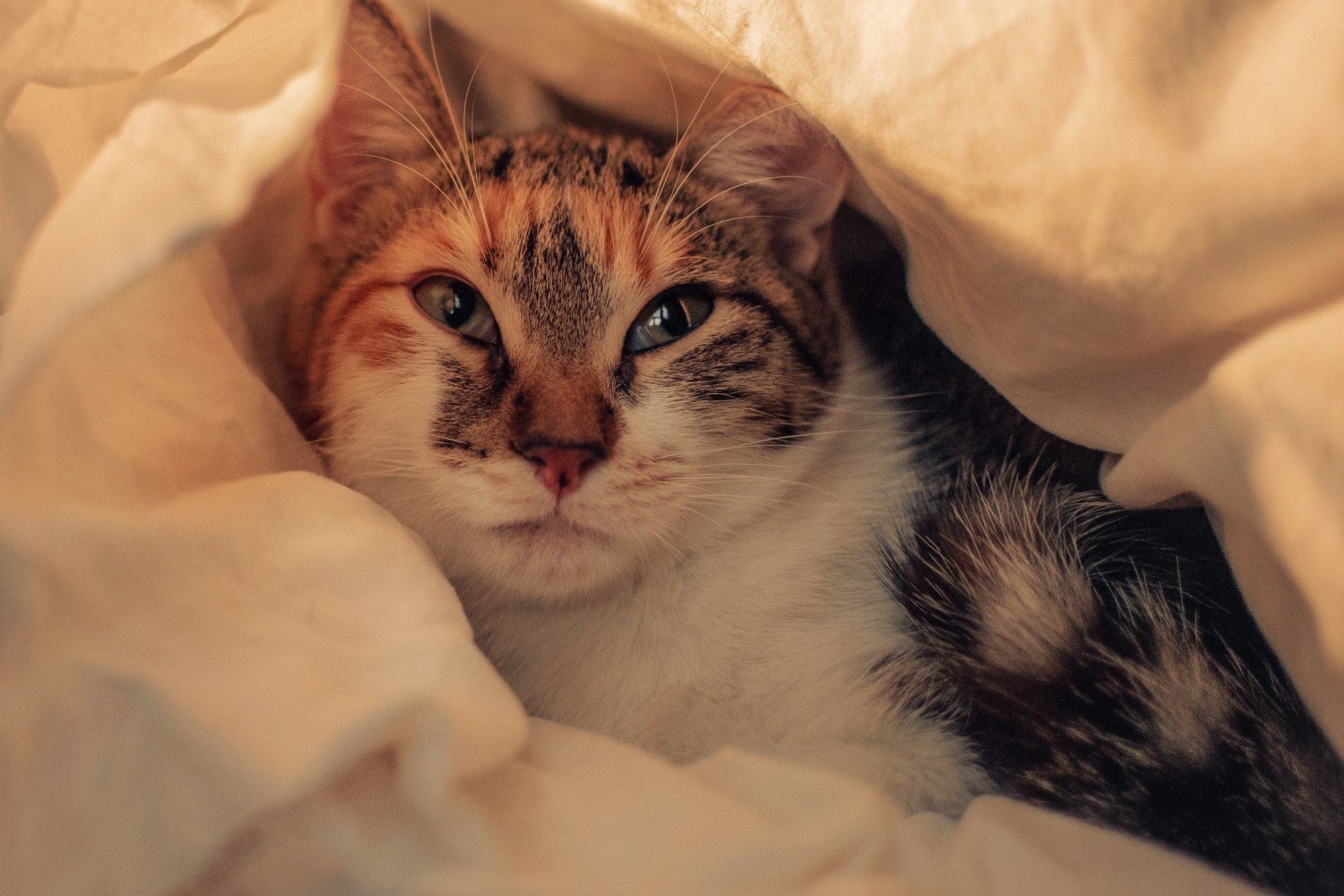 Cats: looking for a home and adopted. Photos of you and your pet