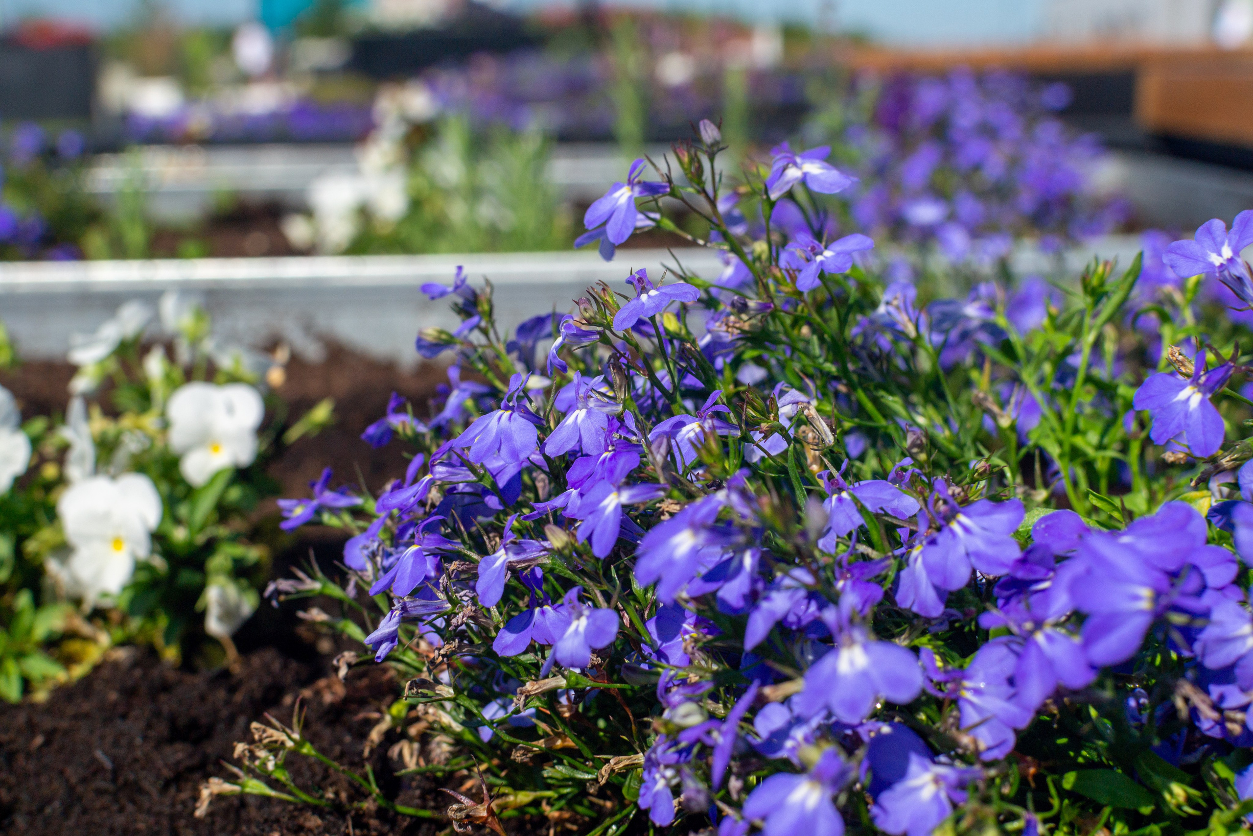 Тульская областная онкологическая больница (лето-цветы, NIKON D3100 35 мм F1,8)). Фотограф в Туле Крупский АнДРей. Фотостудия «КАДР71» в Туле