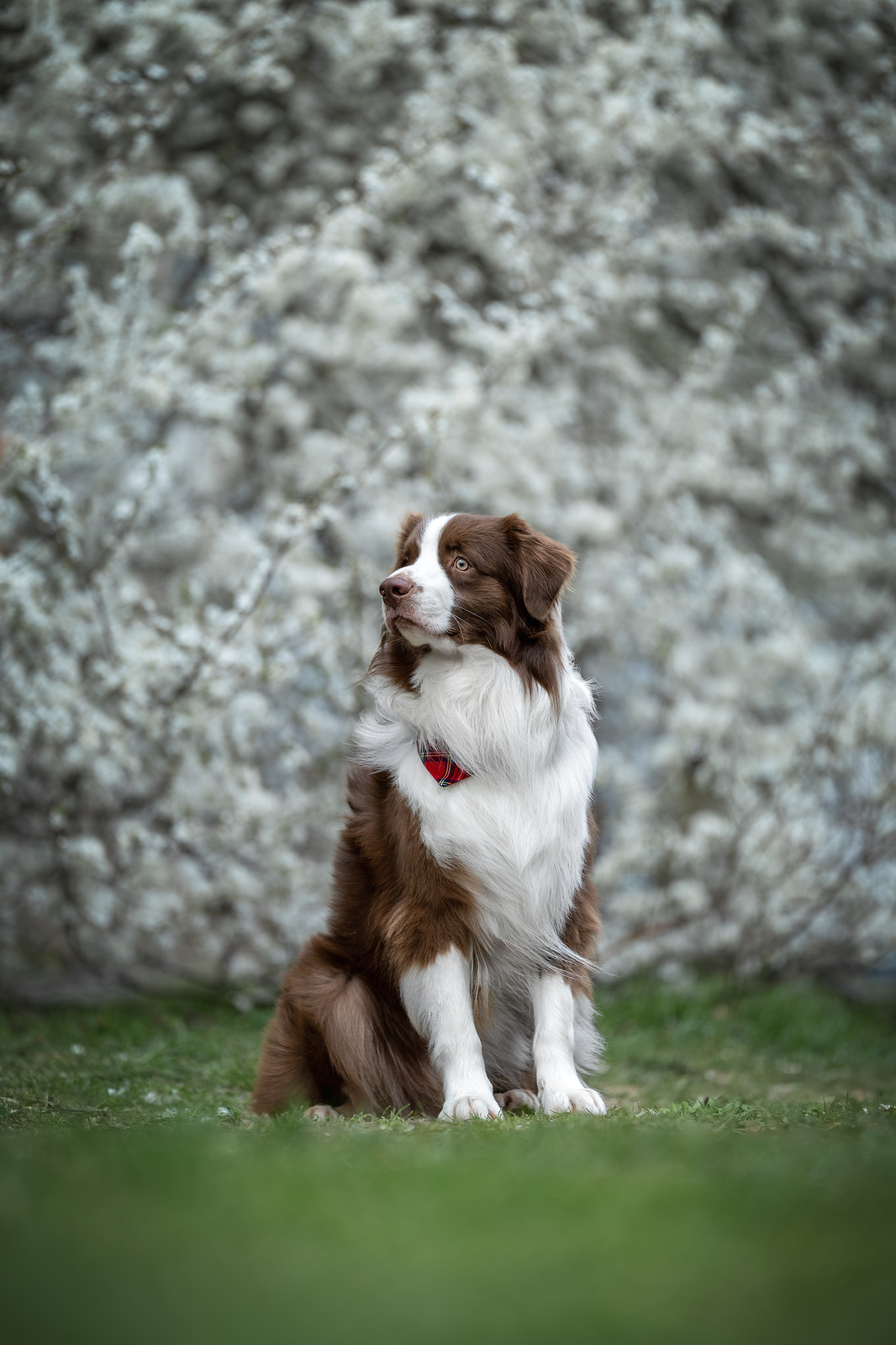 Дин, Австралийская Овчарка. Ирина Голомб|Фотограф-анималист в  Сочи и Калининграде