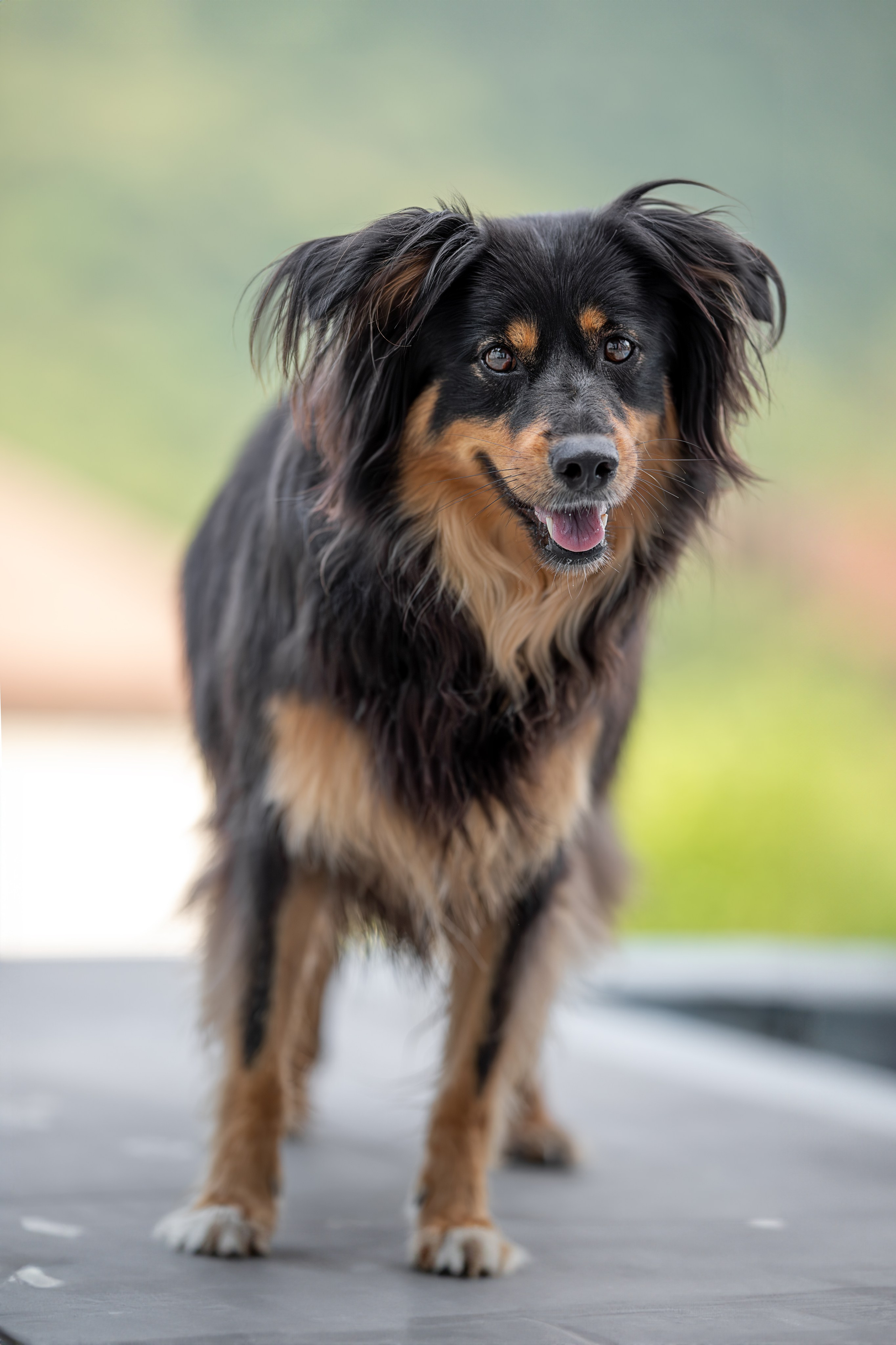 Мини-приют «Возрождение». Ирина Голомб|Фотограф-анималист в  Сочи и Калининграде