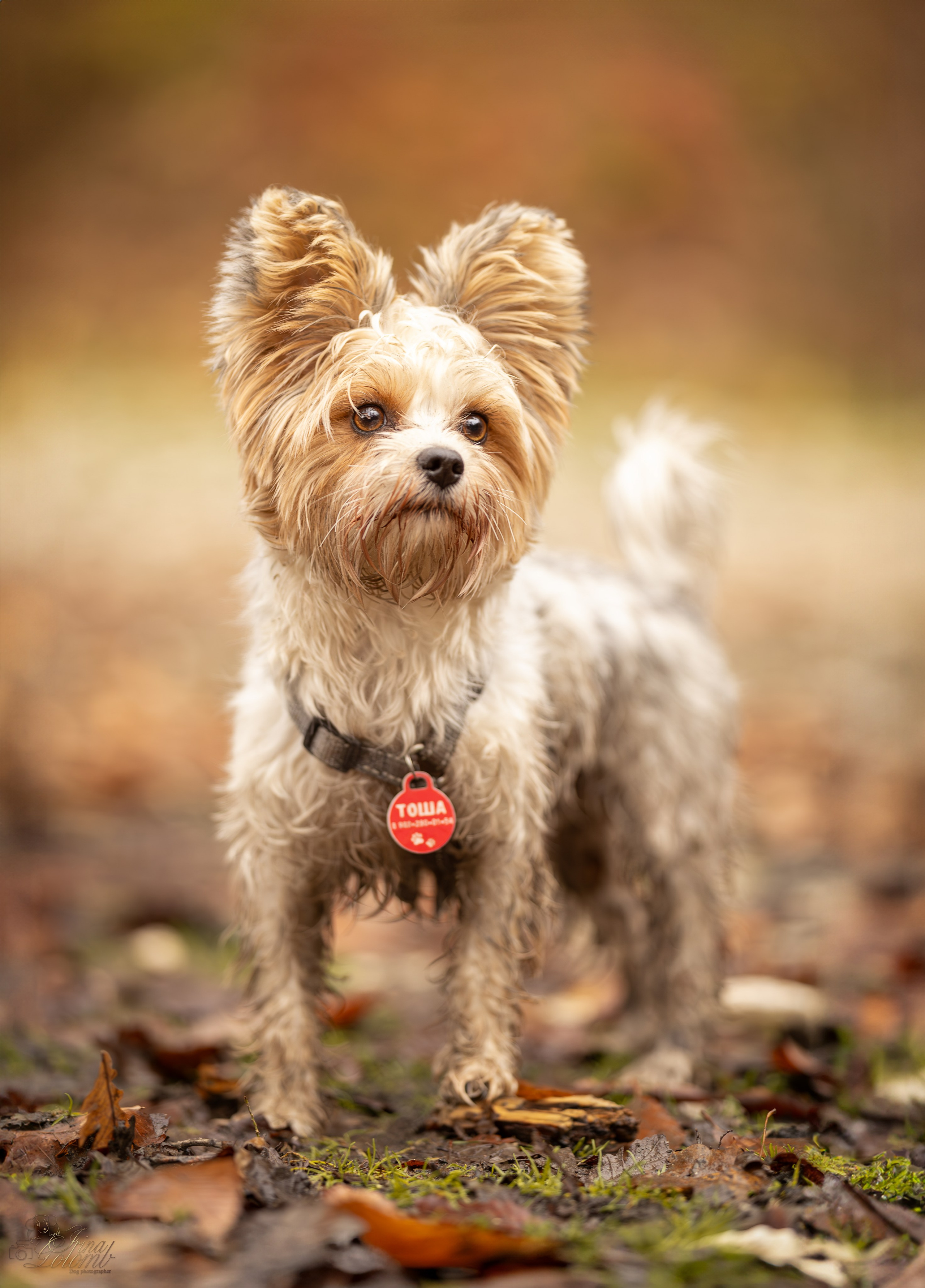 Бивер йорк Тоша. Ирина Голомб|Фотограф-анималист в  Сочи и Калининграде