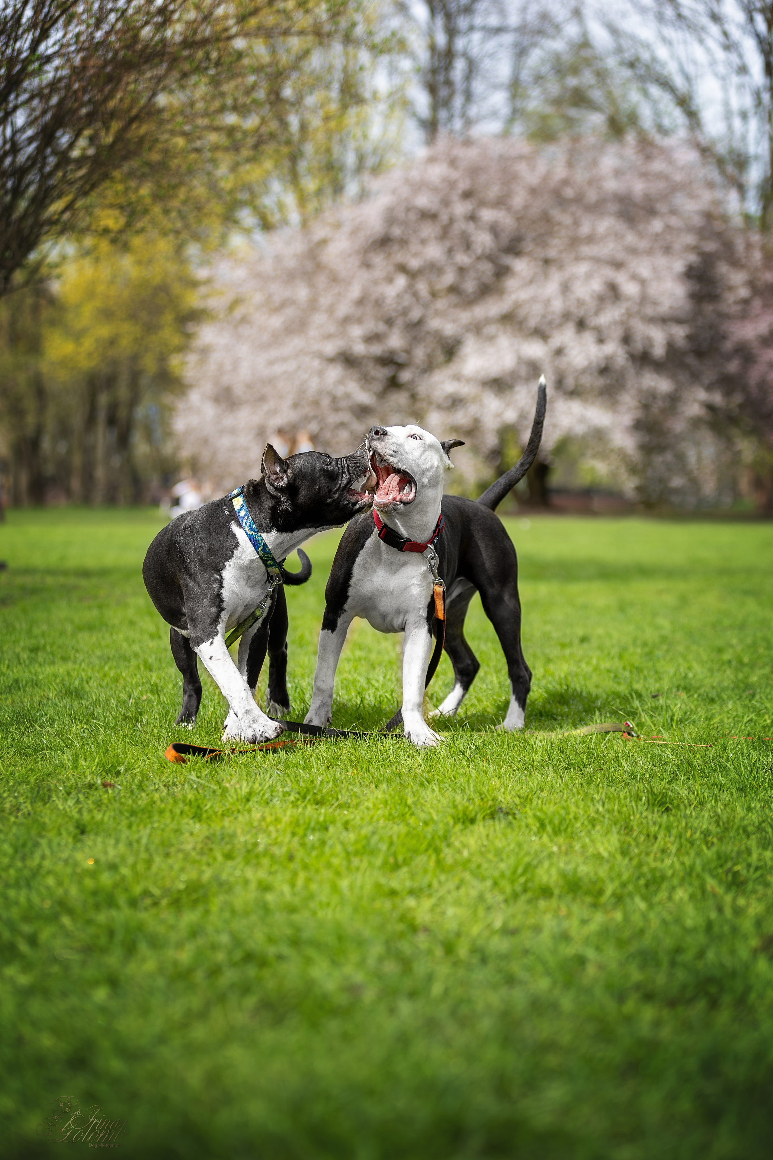 Афина и Мора, Стаффорды. Ирина Голомб|Фотограф-анималист в  Сочи и Калининграде