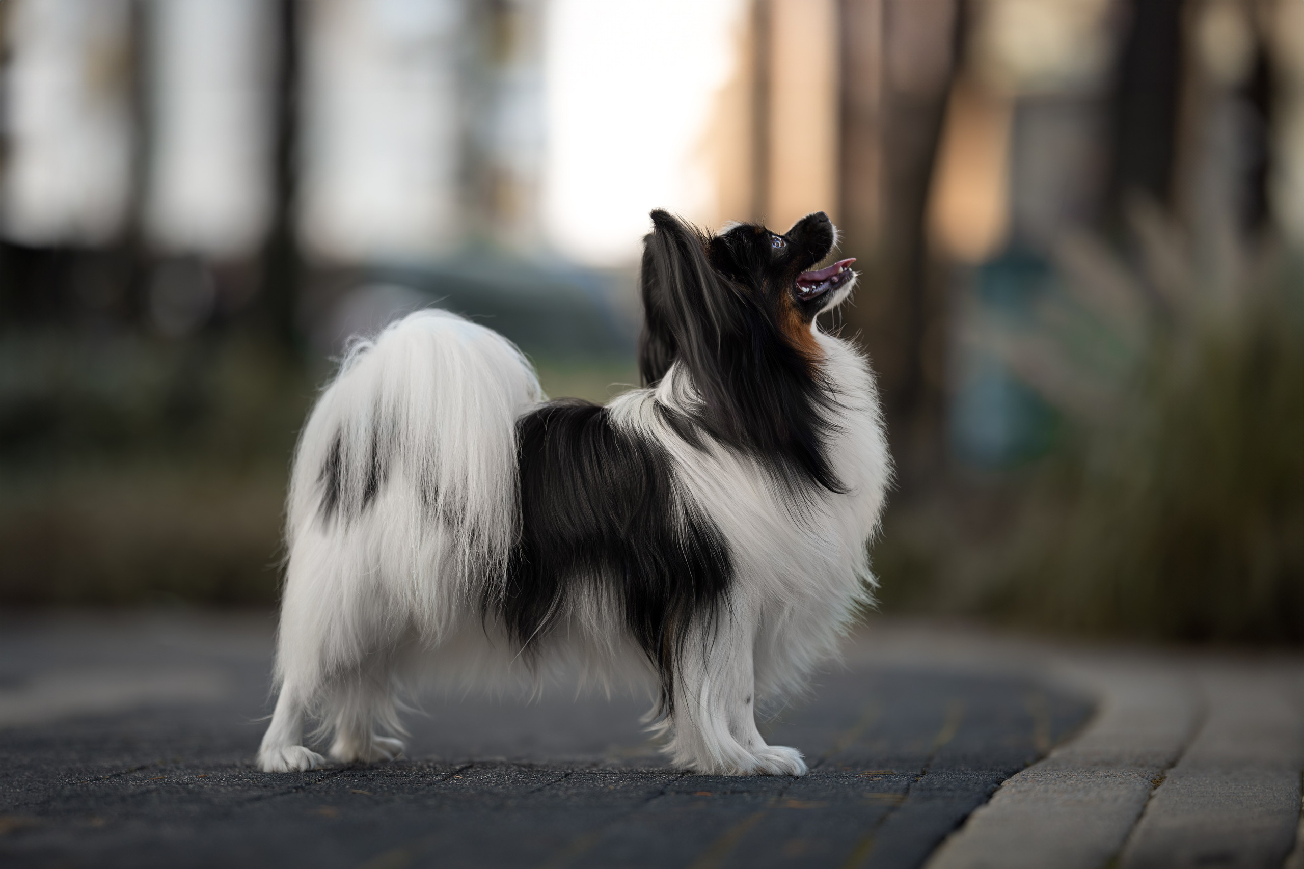 Бэйли, Папийон. Ирина Голомб|Фотограф-анималист в  Сочи и Калининграде