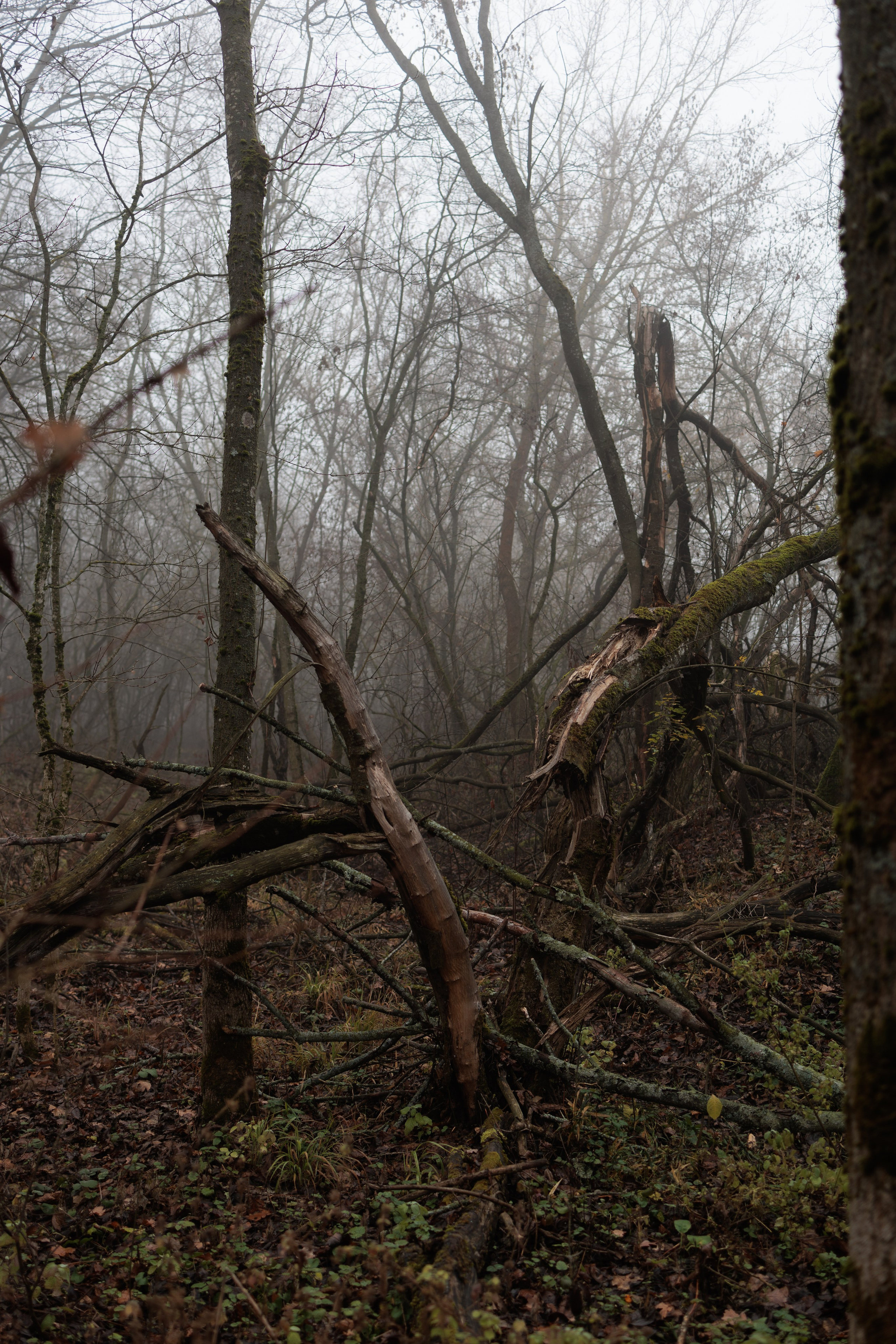 В туманном лесу. Семейный фотограф в Белгороде