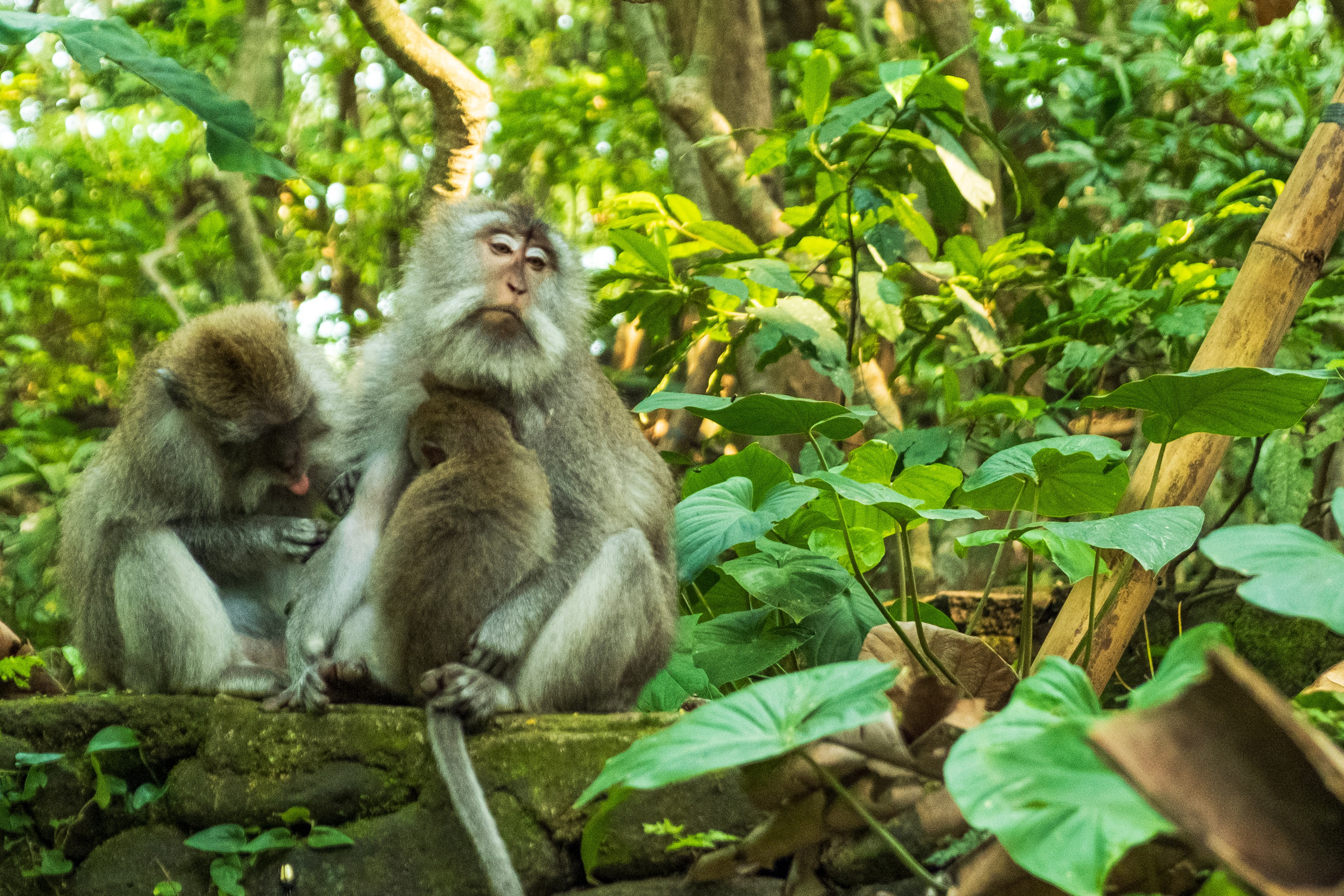 Остров Бали г. Убуд. Фотографии из путешествий