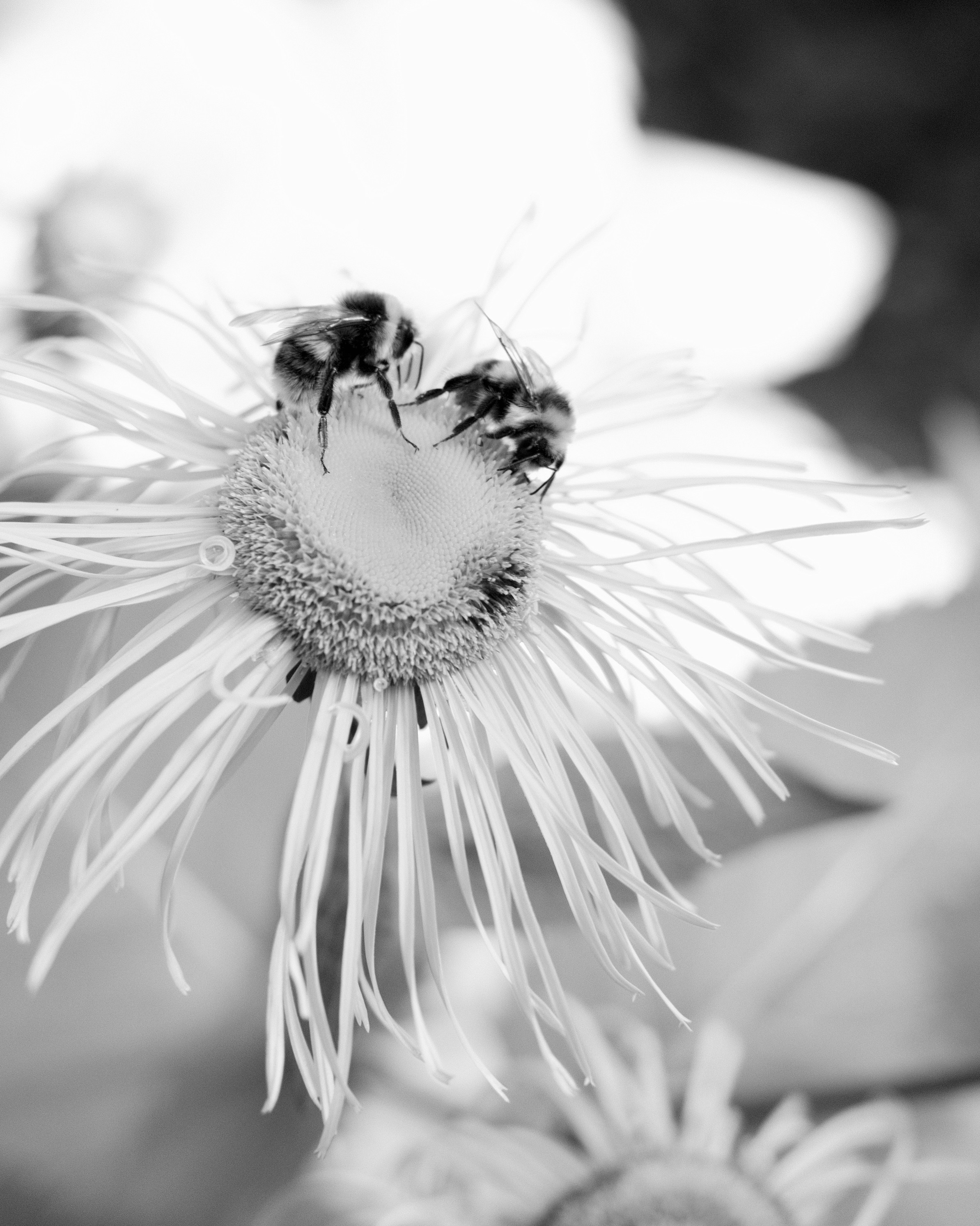 Природа. Фотограф Маргана Лоция