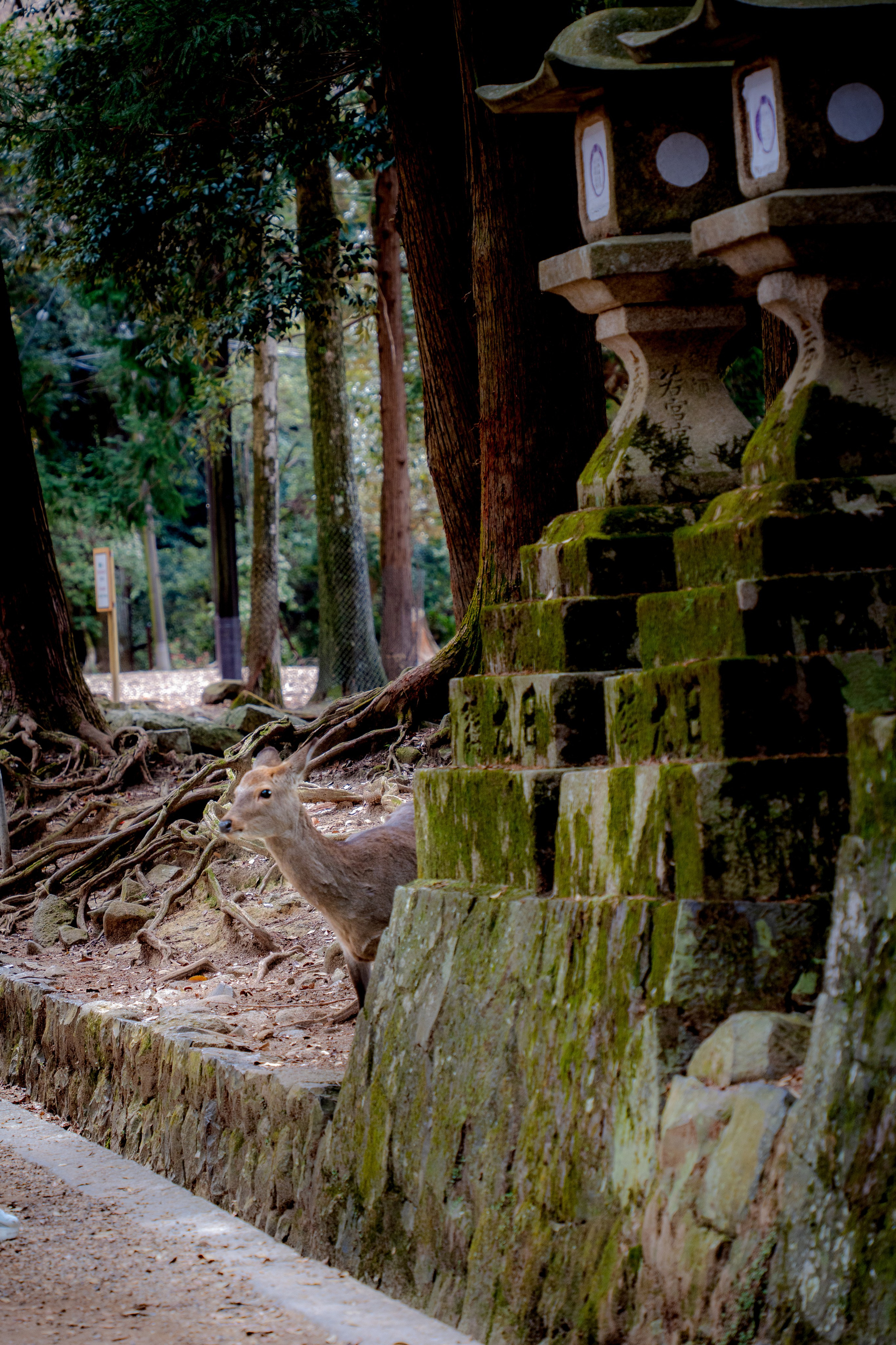 Япония, сакура. Творческие сьемки