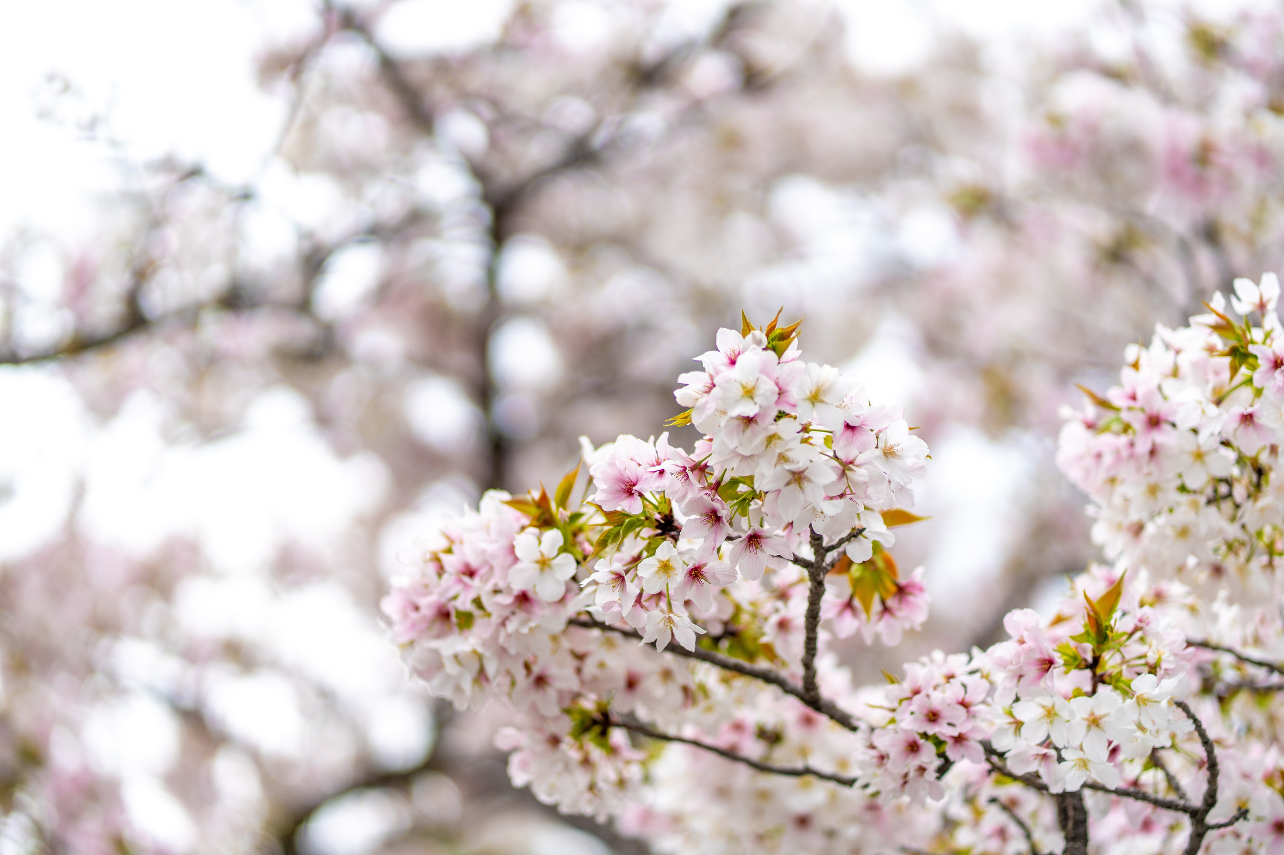 Япония, сакура. Творческие сьемки