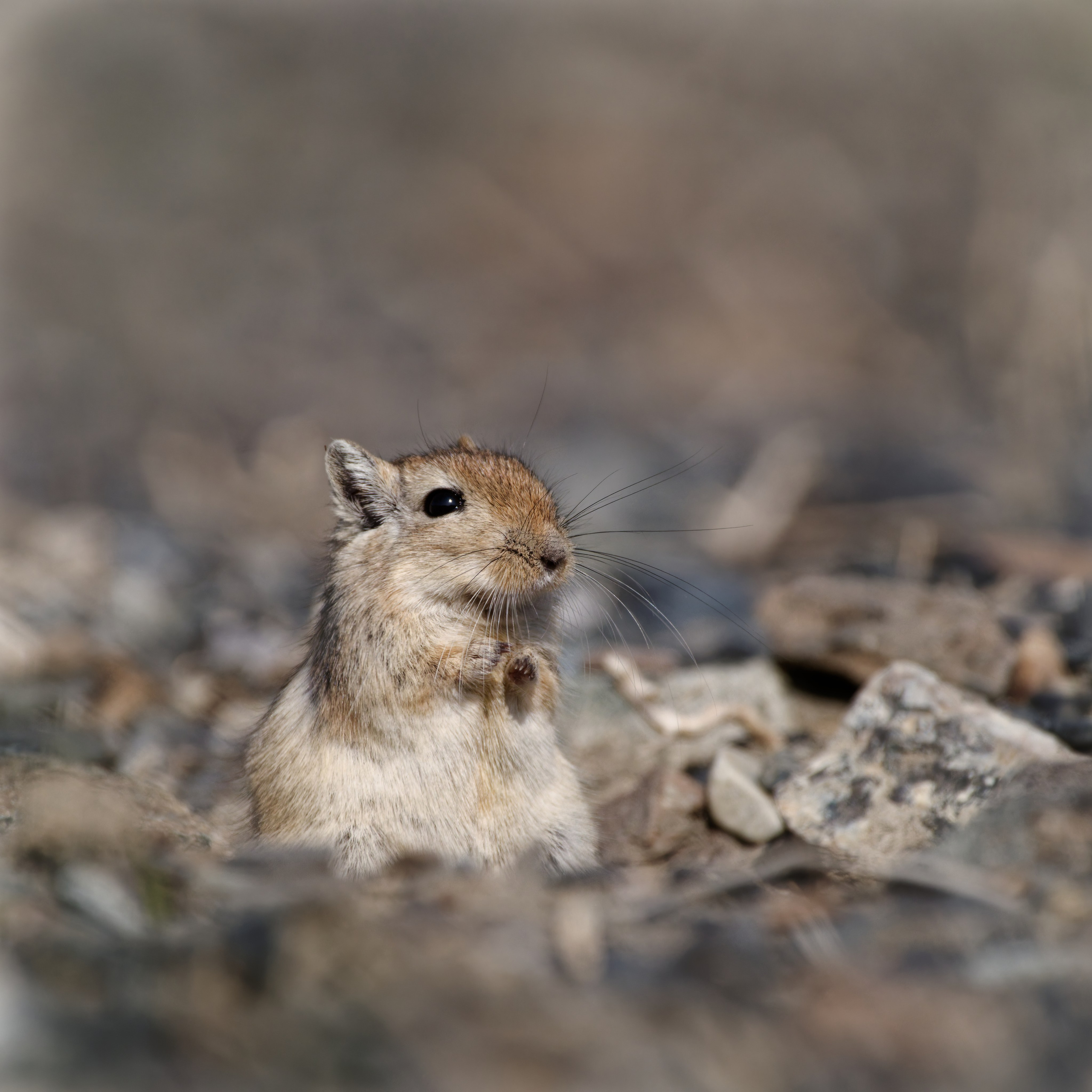 Монгольская песчанка на выходе из норы