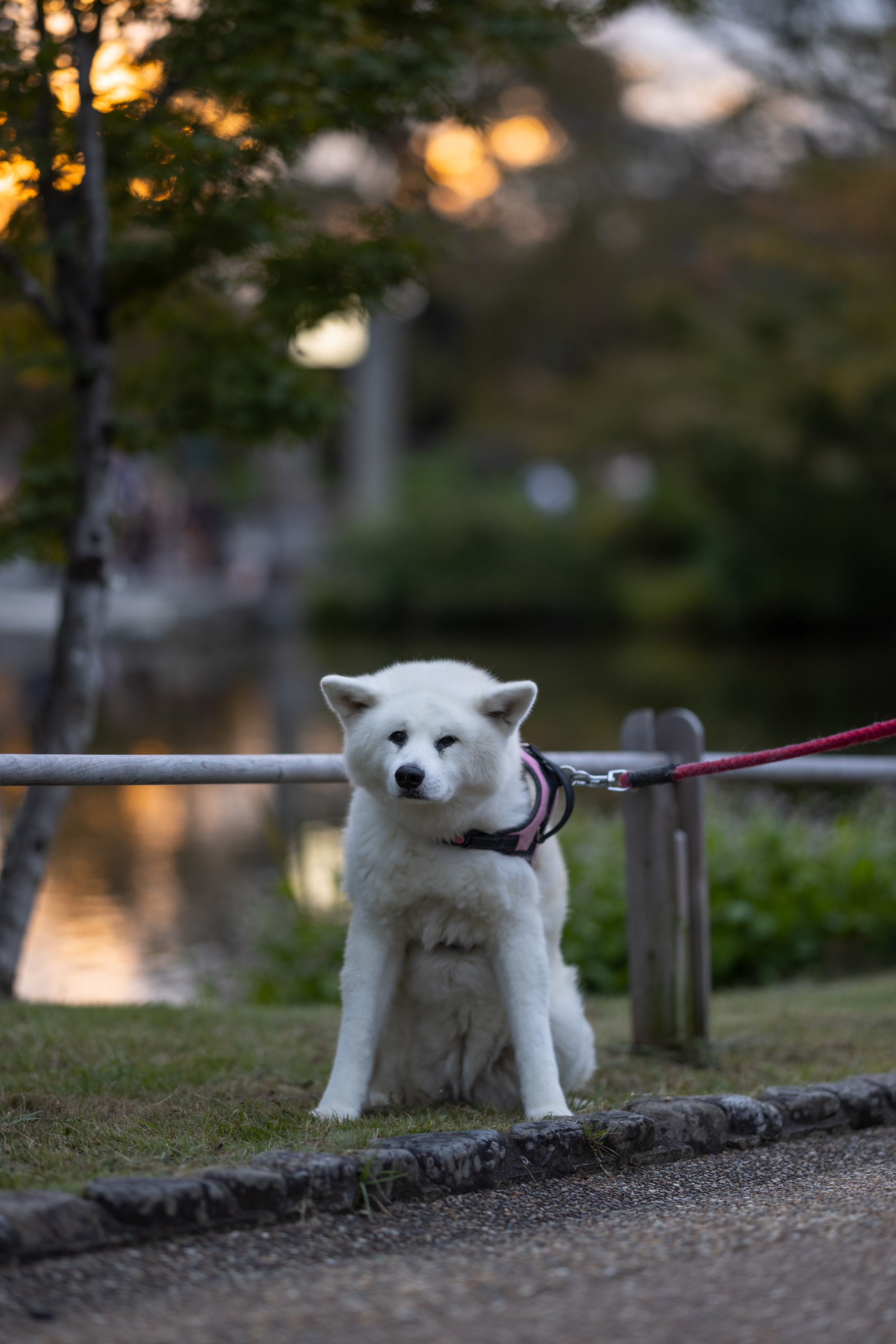 TRAVEL. Студийный и свадебный фотограф в Грозном Махашев Харон