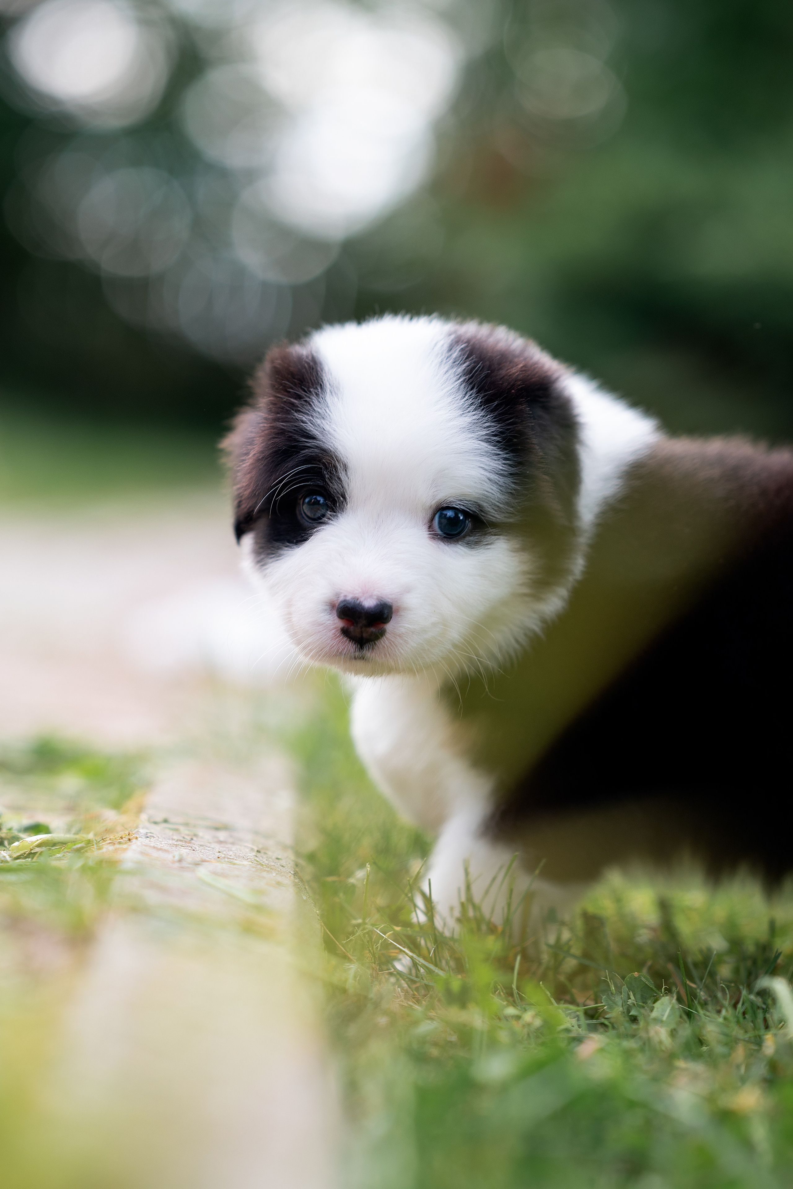 Заводчик Елизавета Степанова. Творческий фотограф Вологда
