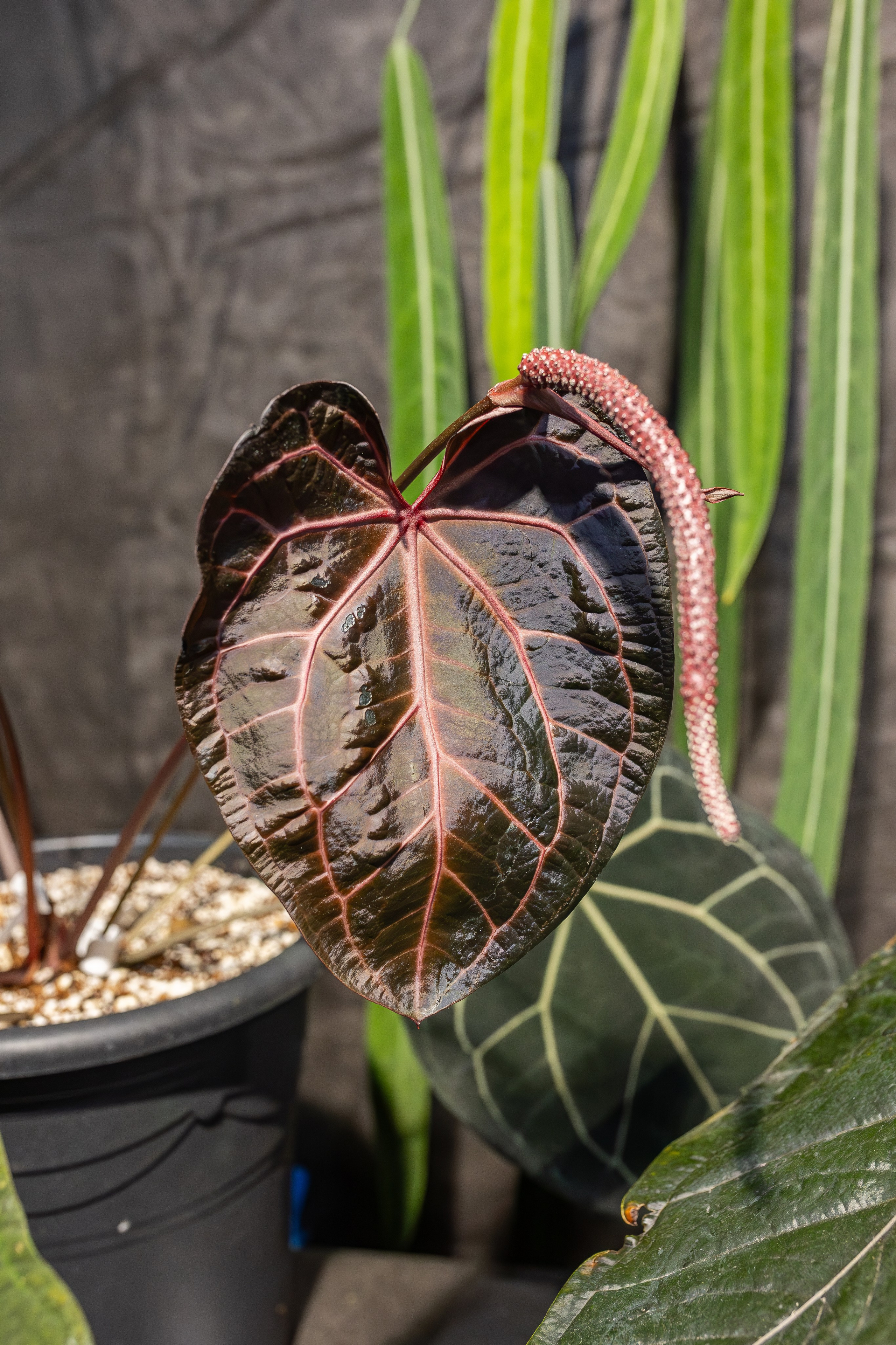 Монстериум апрель 2026. Александра Куликова фотограф, Москва