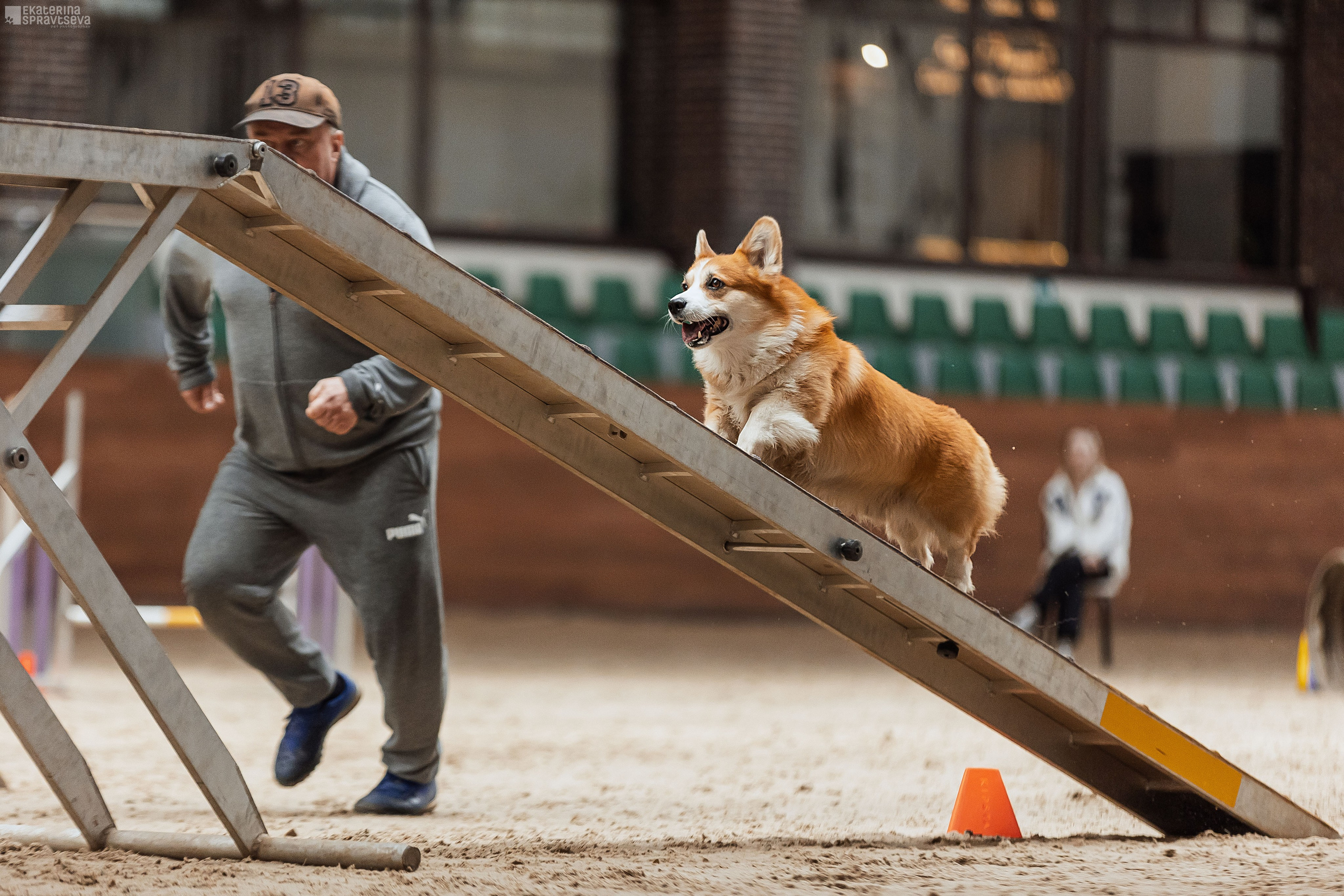 ЧРКФ Аджилити в Максима. Фотограф Анималист Екатерина Справцева в Нижнем Новгороде