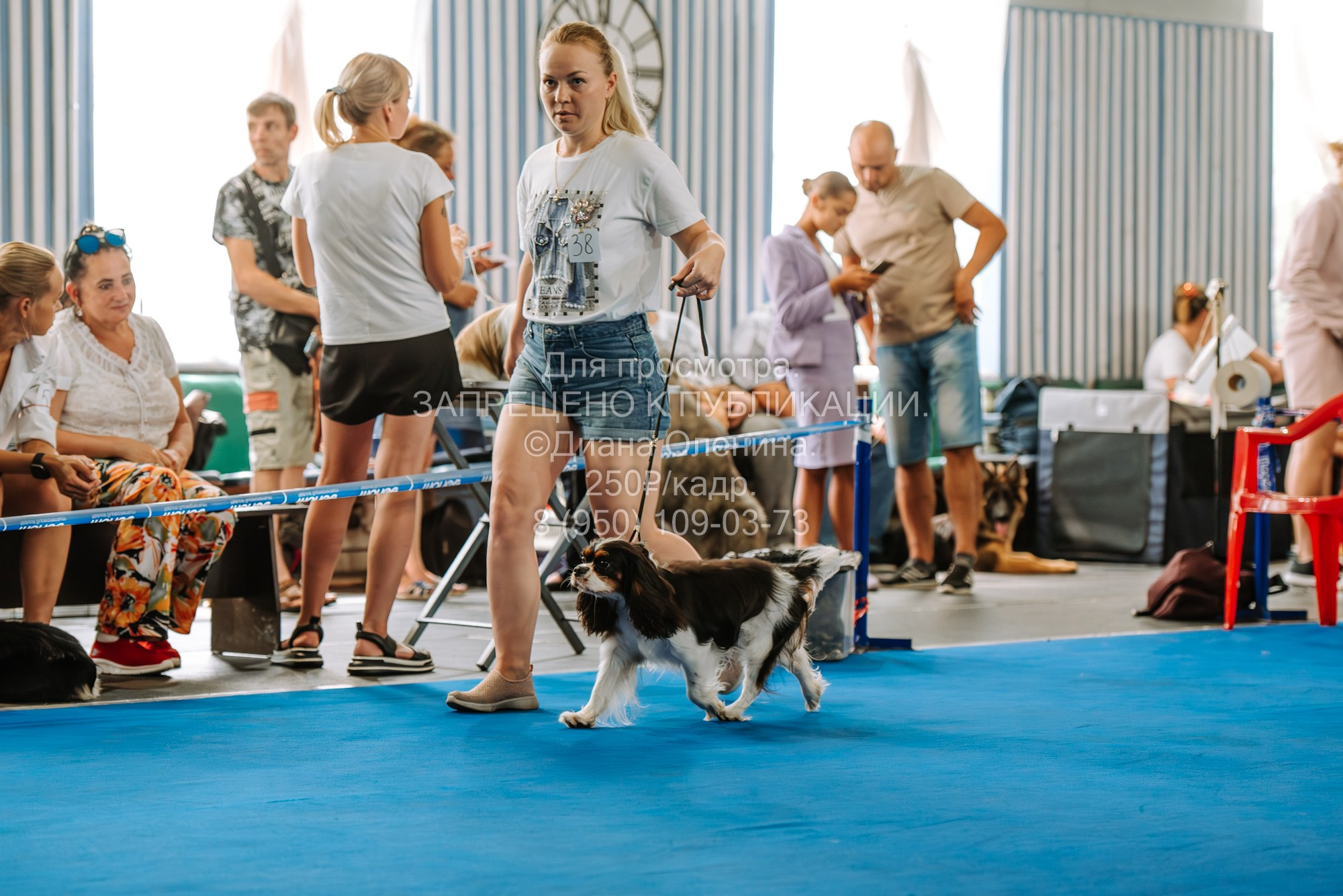 Национальная выставка собак всех пород ранга САС-IKU «Кубок Красноярск. Фотограф Диана Оленина Красноярск / Братск