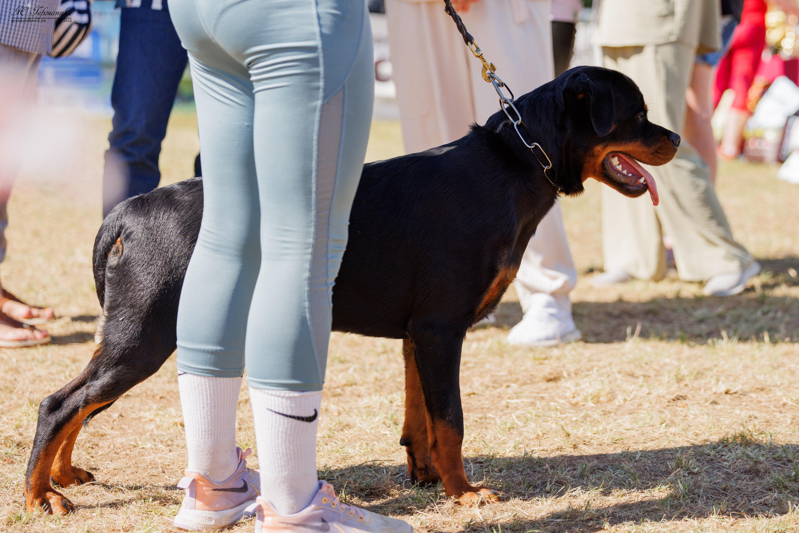 ПК и КЧК ротвейлеры Тверь 6-7.07.2024. Фотограф-анималист Юлия Германика