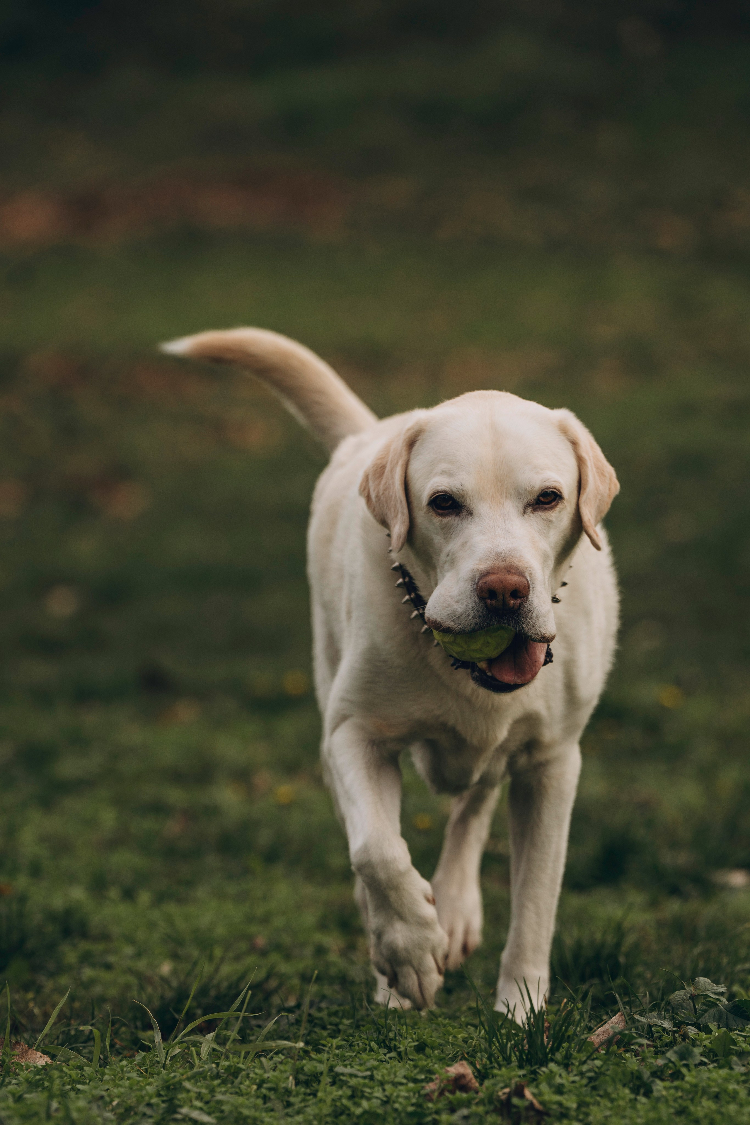 Вати, Лена и Леван. Фотограф анималист в Спб недорого Олеся Майорова
