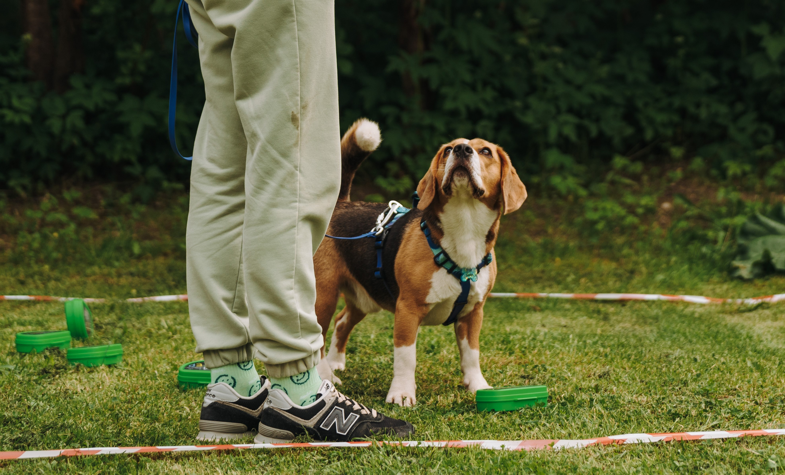 Соревнования по ноузворку. Фотограф анималист в Спб недорого Олеся Майорова