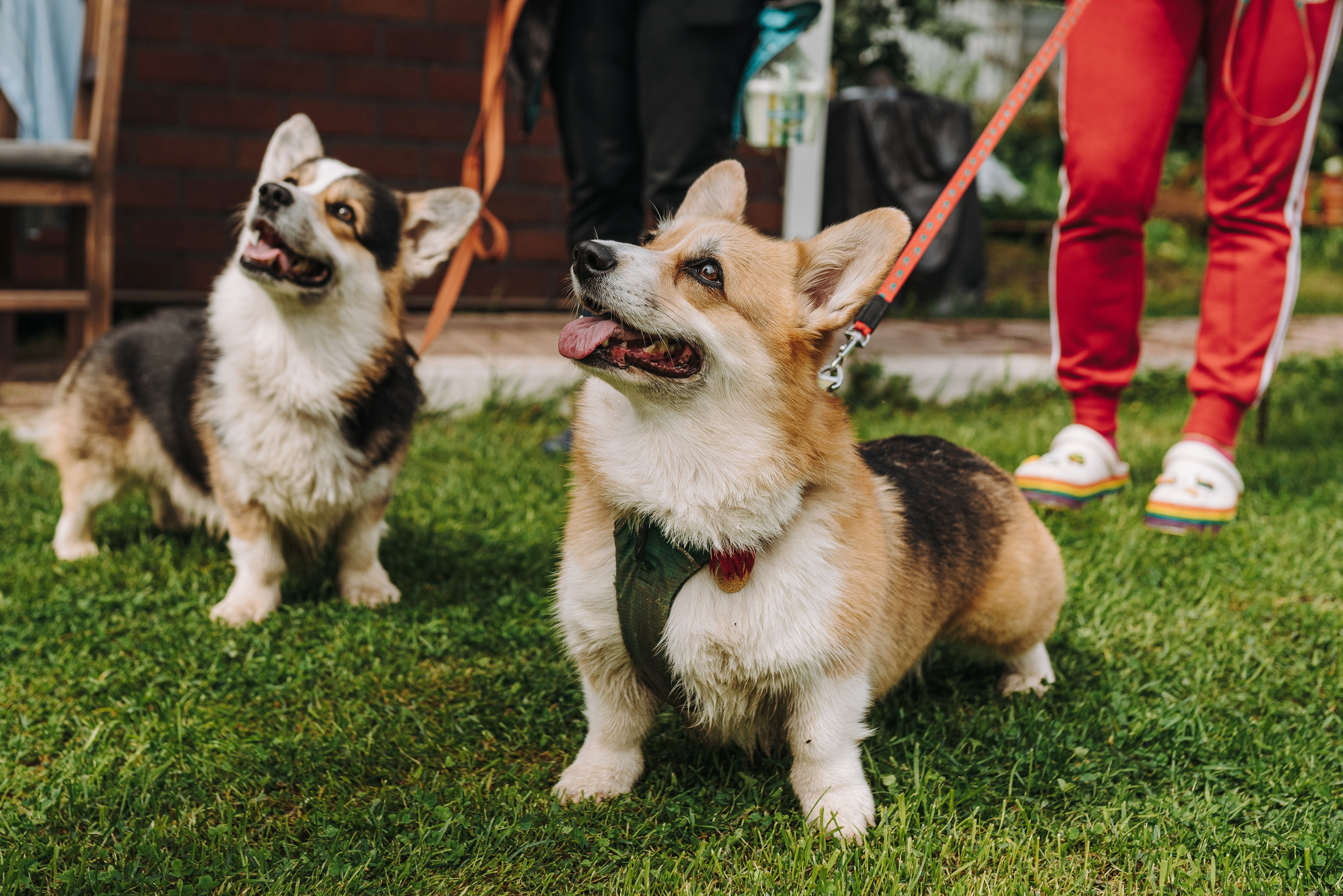 Соревнования по ноузворку в Новожилово. Фотограф анималист в Спб недорого Олеся Майорова