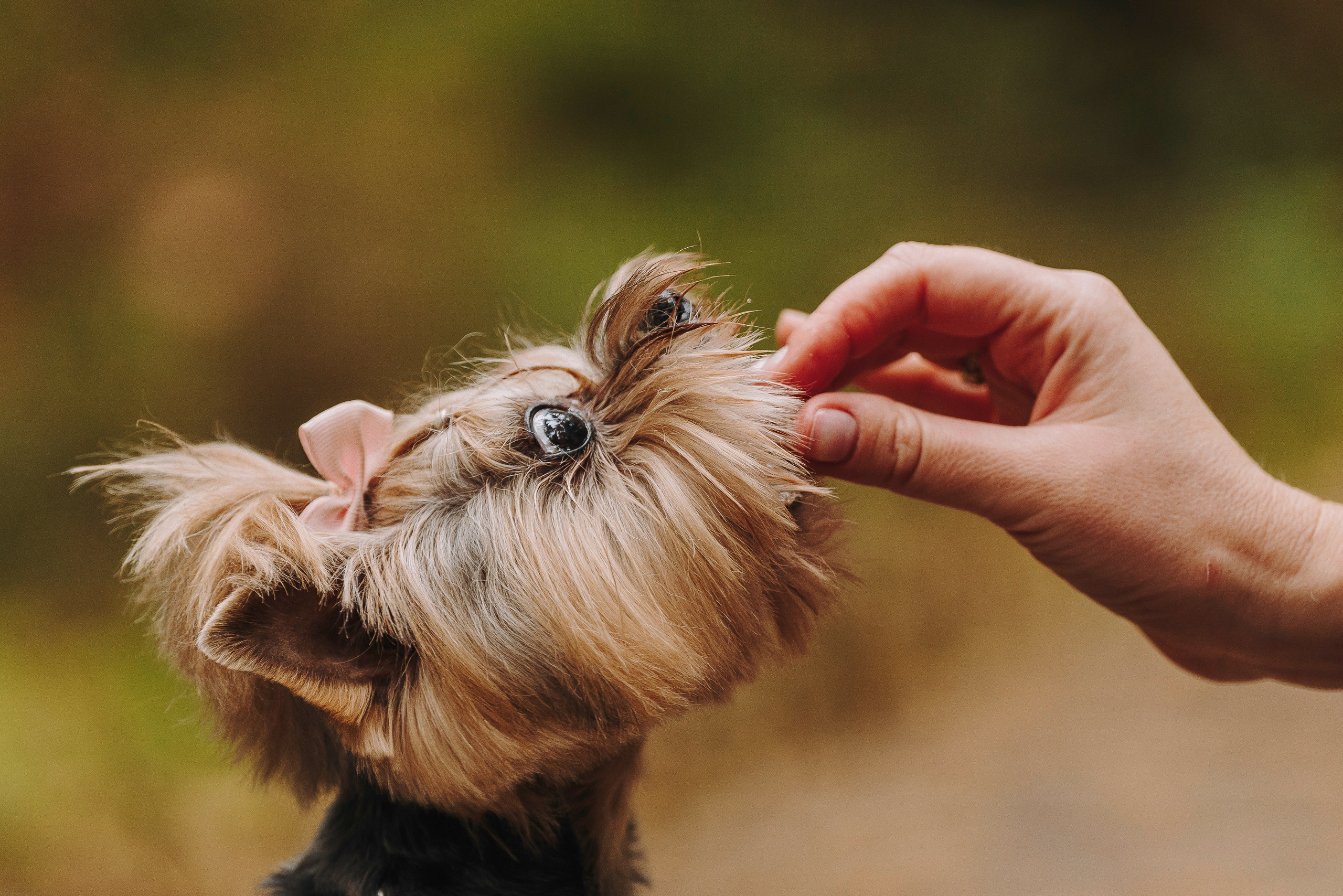 Евгения и Маруся. Фотограф анималист в Спб недорого Олеся Майорова