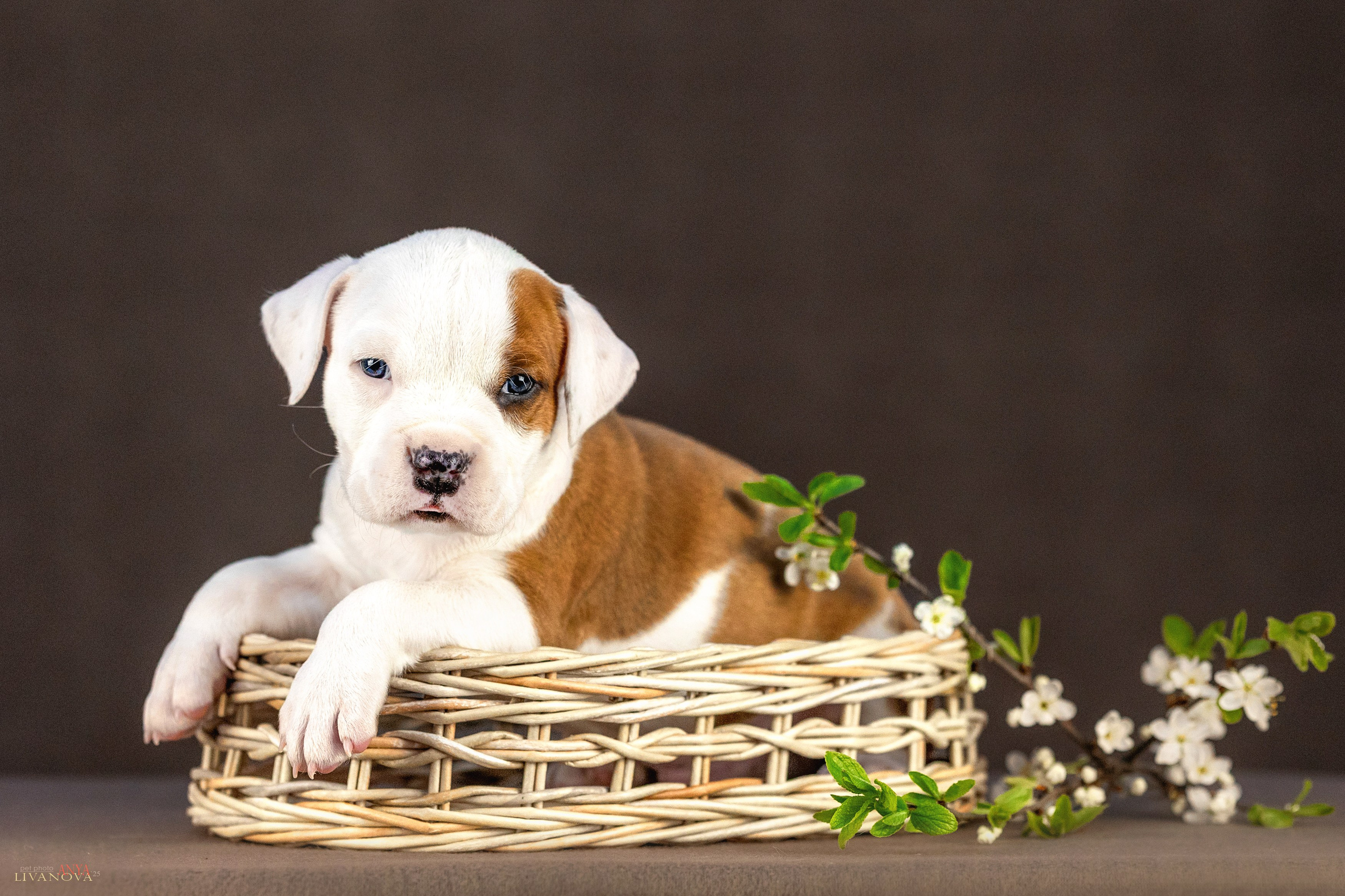 Стаффики. Фотограф анималист Аня Ливанова | Рыбинск