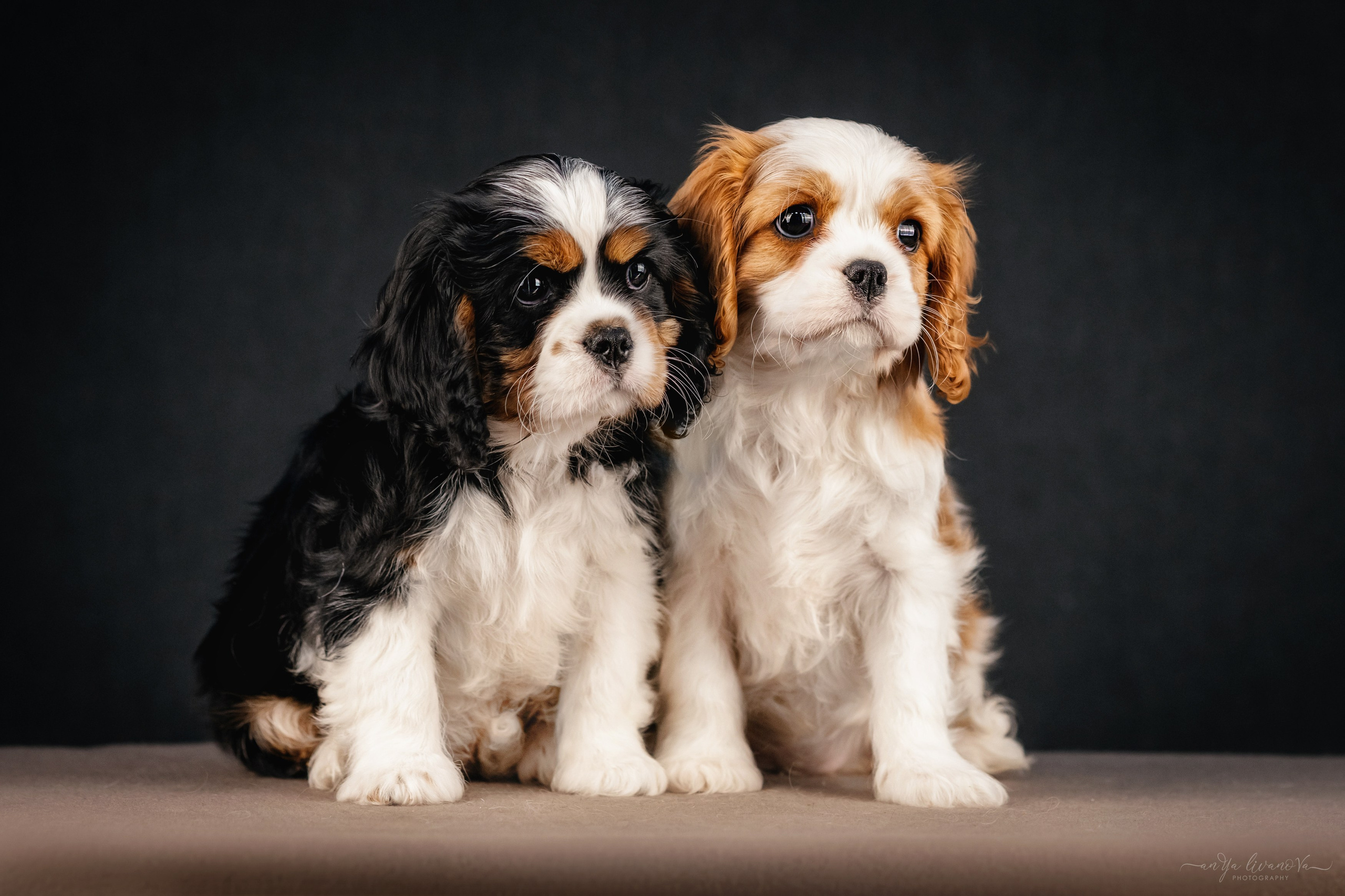 Кавалерчики. Фотограф анималист Аня Ливанова | Рыбинск