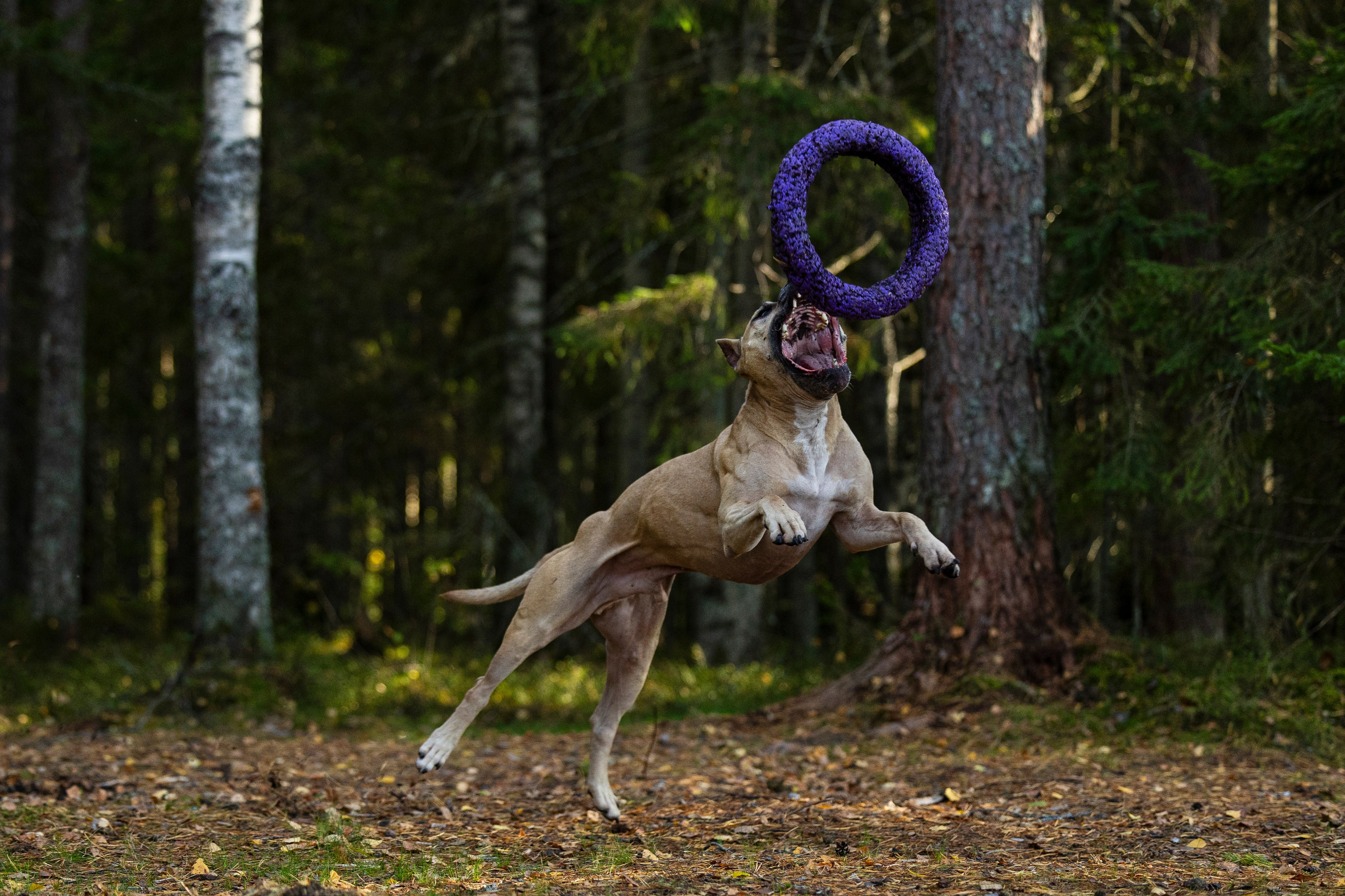 Фобос. Фотограф-анималист Анна Маринич