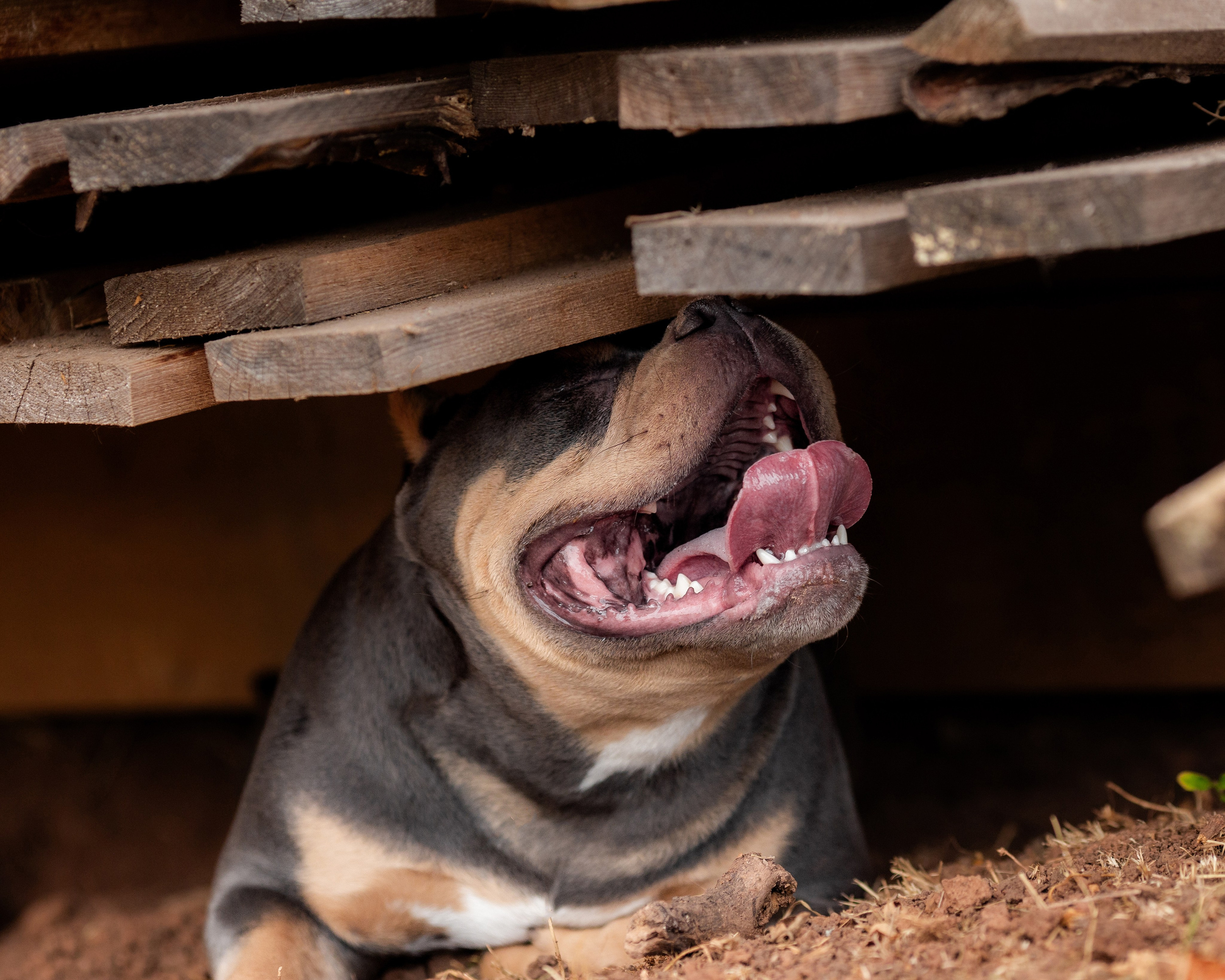 Наталья и булли. Фотограф Анималист в Перми Анастасия Остерман