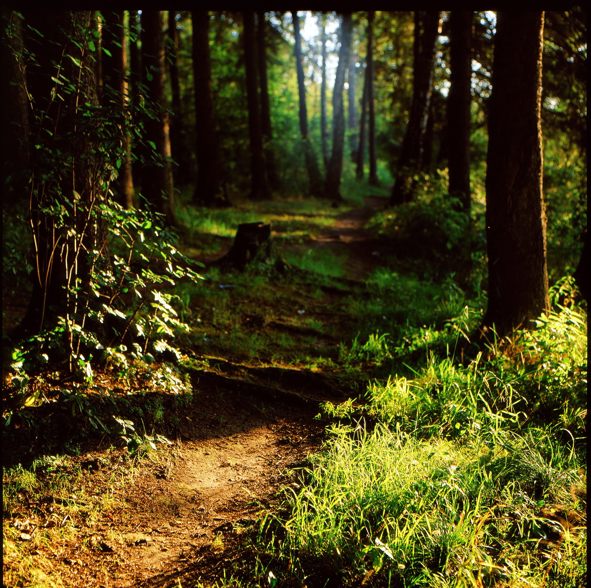 Вечер в хвойном подмосковном лесу.