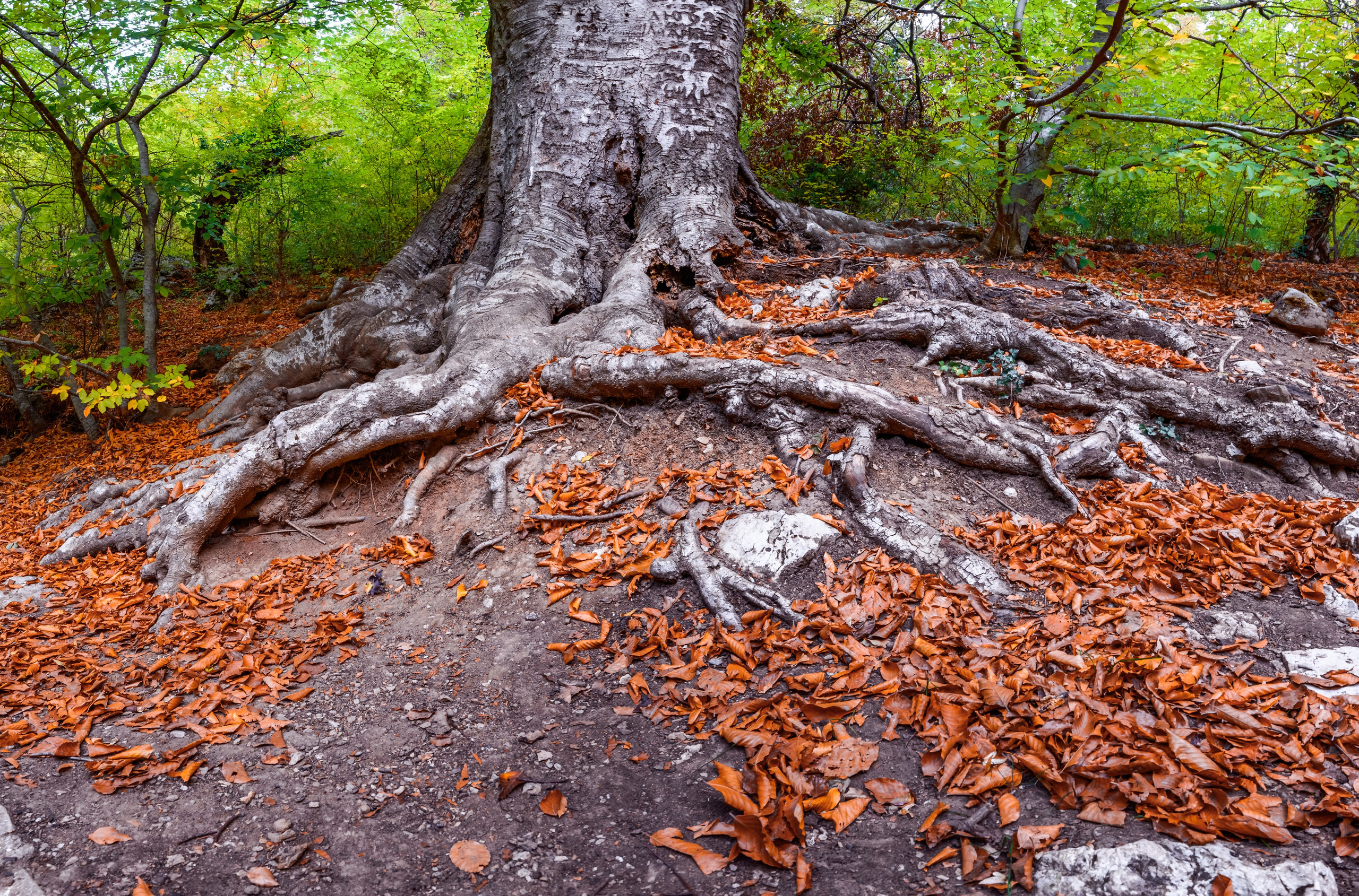 Путешествие по южному берегу Крыма в начале осени. Пейзажный фотограф Сергей Пестерев. Фото природы