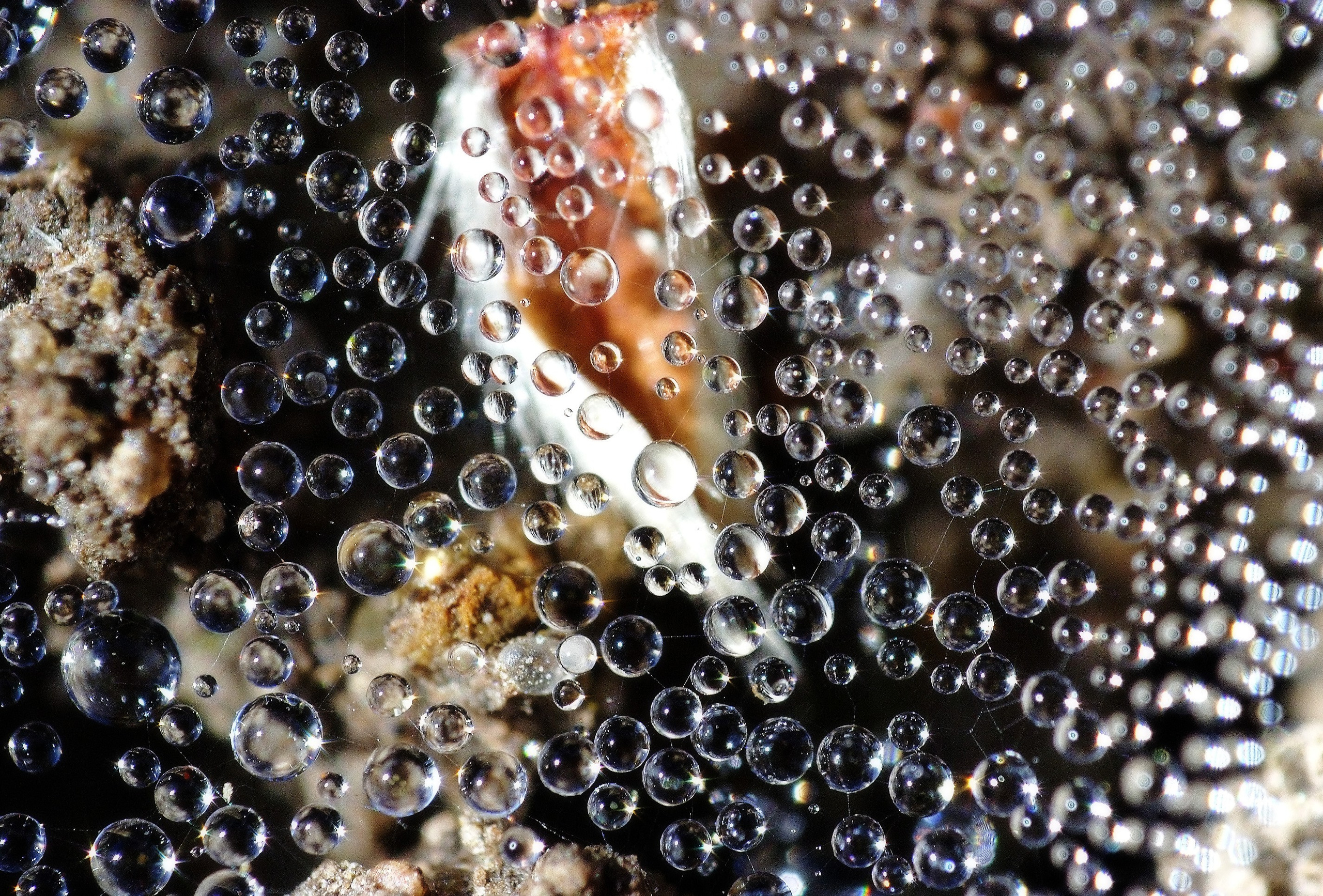 Капли утренней росы на паутине.