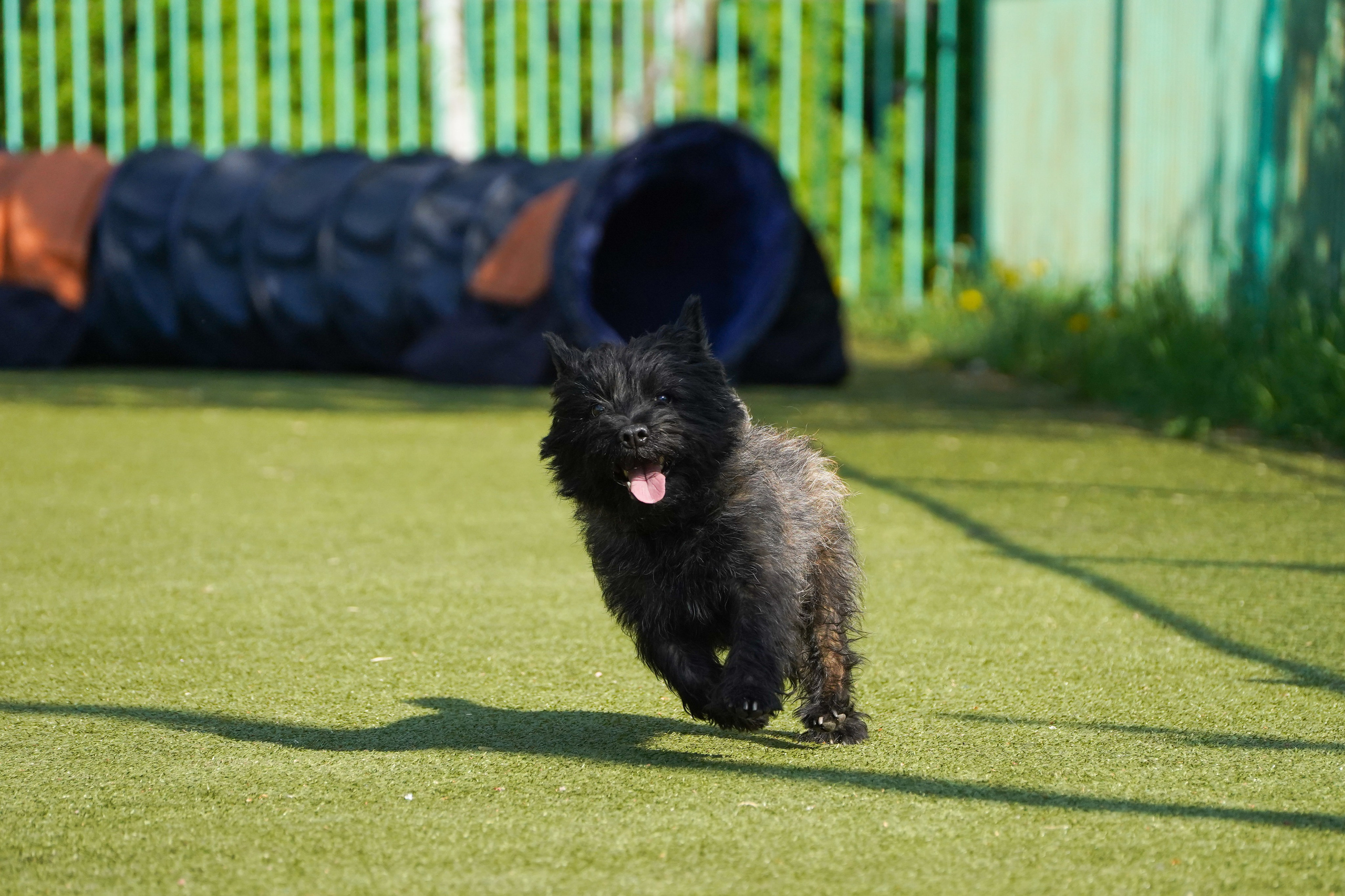 Аджилити 25.05.24, Санкт-Петербург. Фотограф-анималист Анастасия Большакова