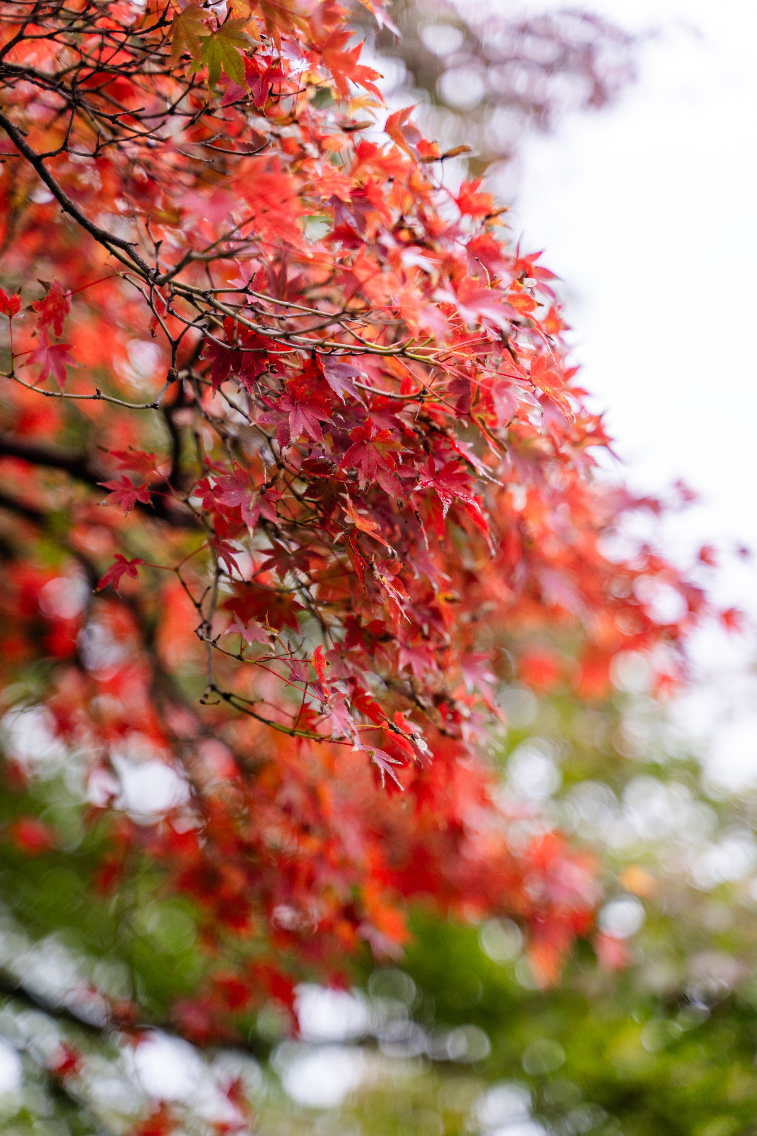 Фототур в Японию