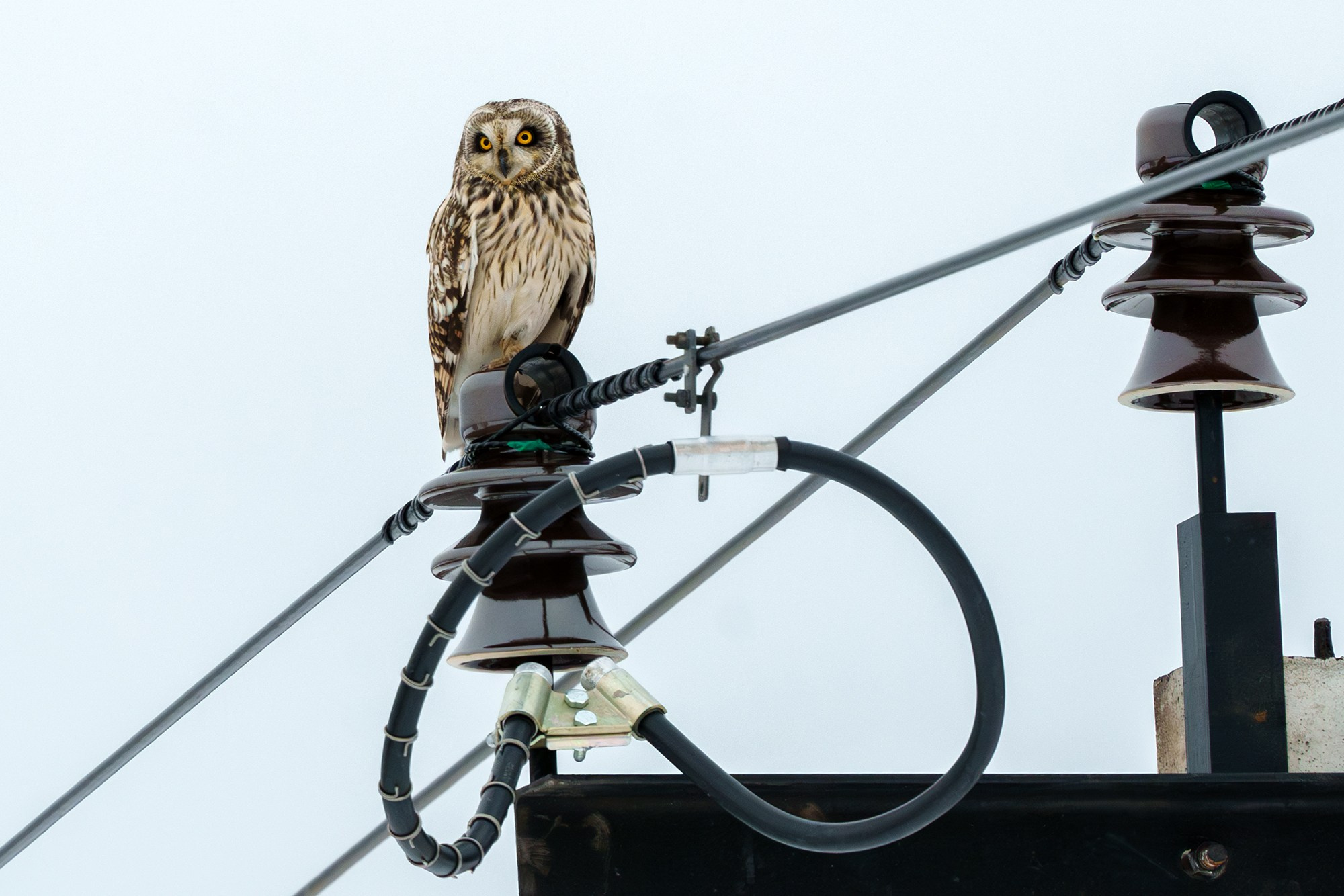 Удивительные мир птиц. Вокруг нас столько прекрасного — присмотритесь!. Ваш личный фотограф Марина Волкова