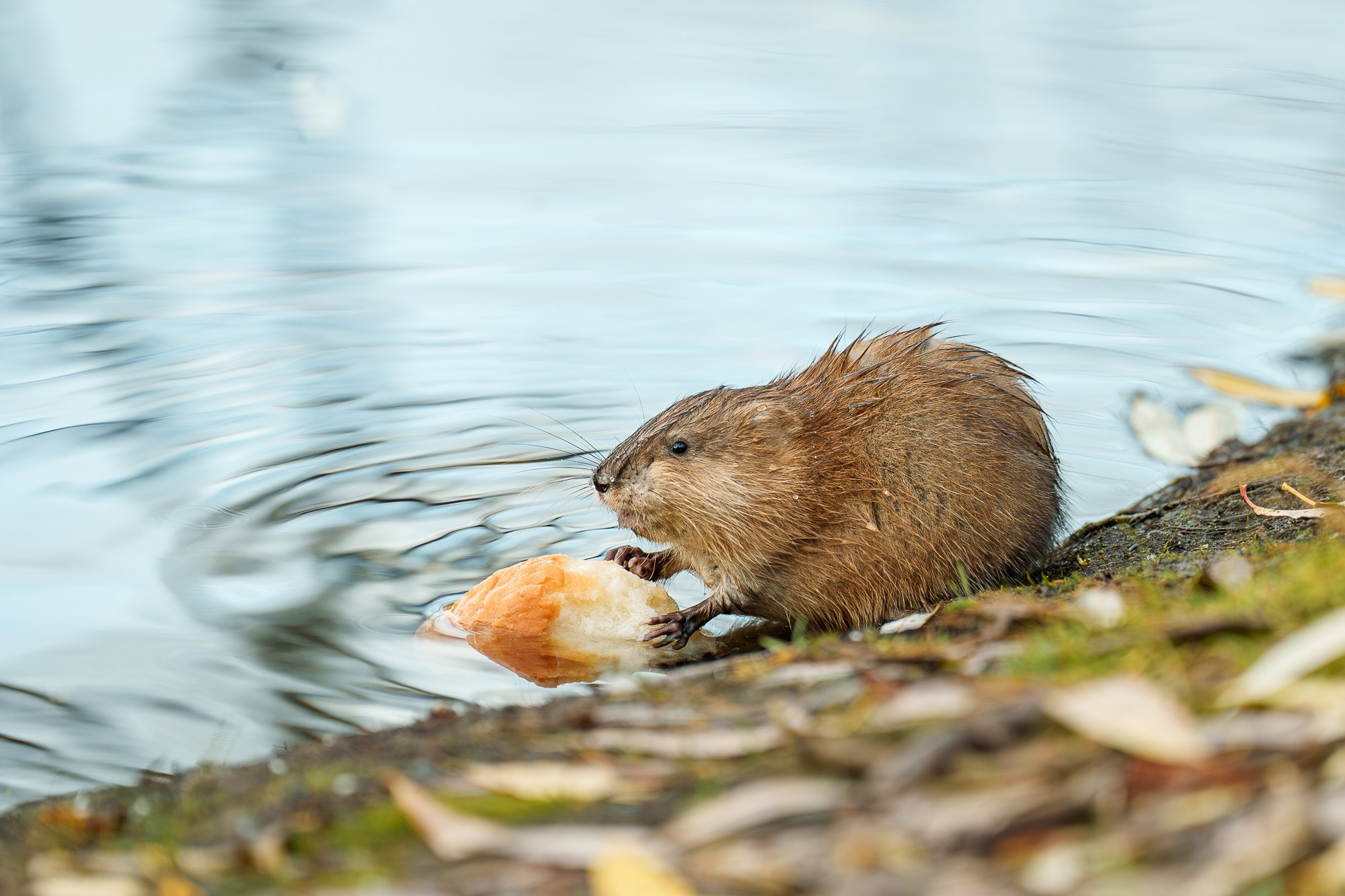 Животные. Ваш личный фотограф Марина Волкова