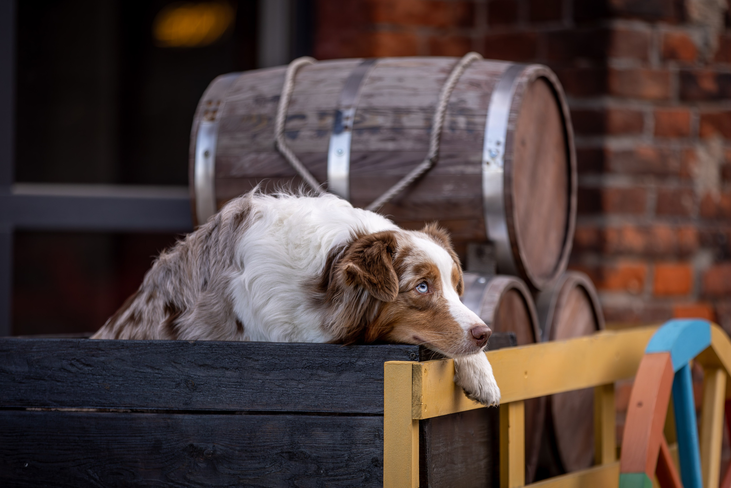 Полли, Австралийская Овчарка. Ирина Голомб|Фотограф-анималист в  Сочи и Калининграде