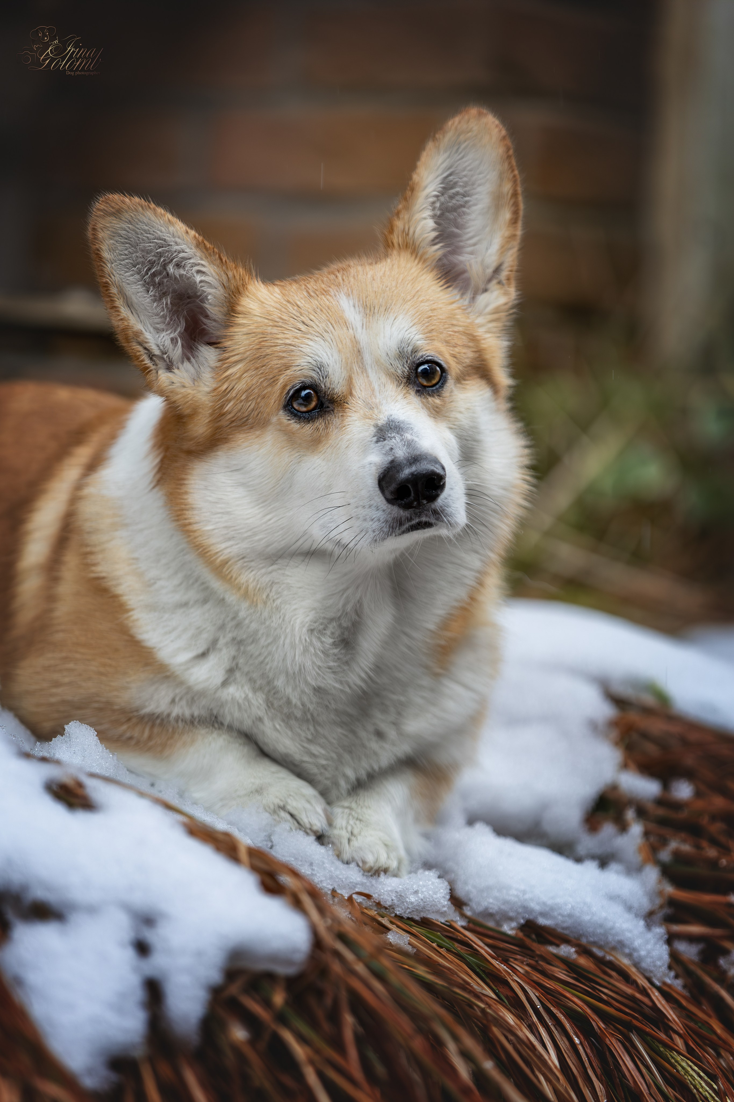 Гай, Корги-Пемброк. Ирина Голомб|Фотограф-анималист в  Сочи и Калининграде