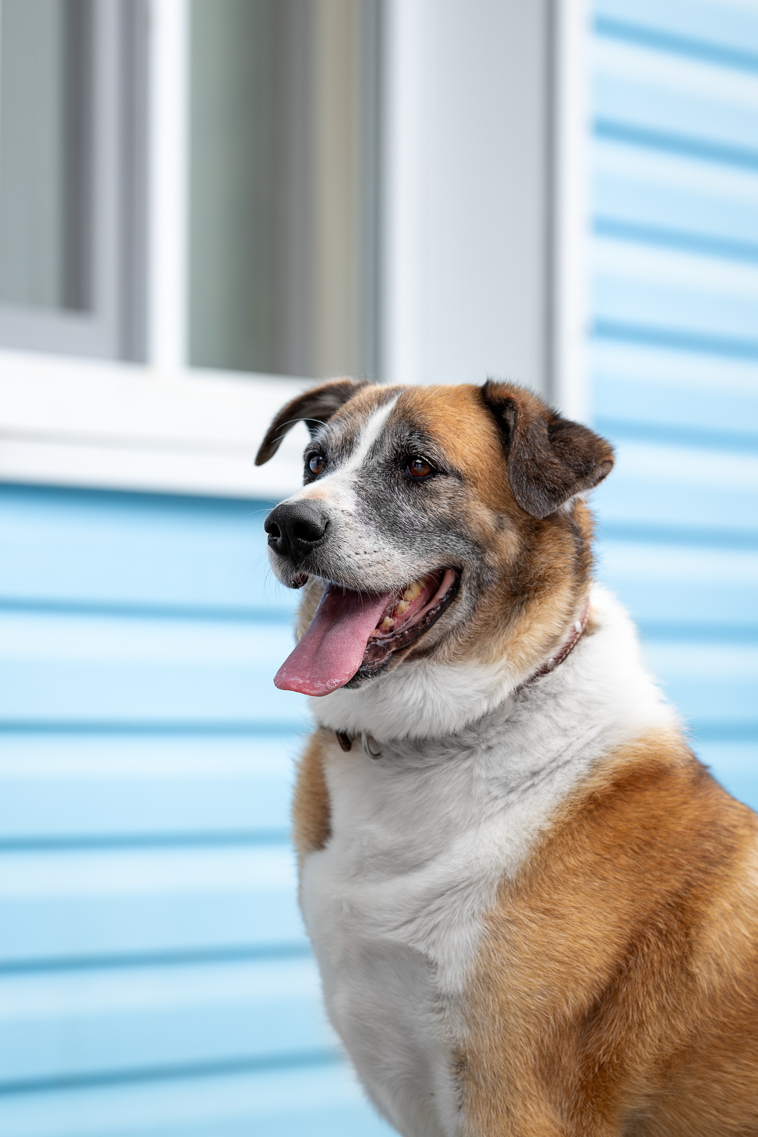 Мини-приют «Возрождение». Ирина Голомб|Фотограф-анималист в  Сочи и Калининграде